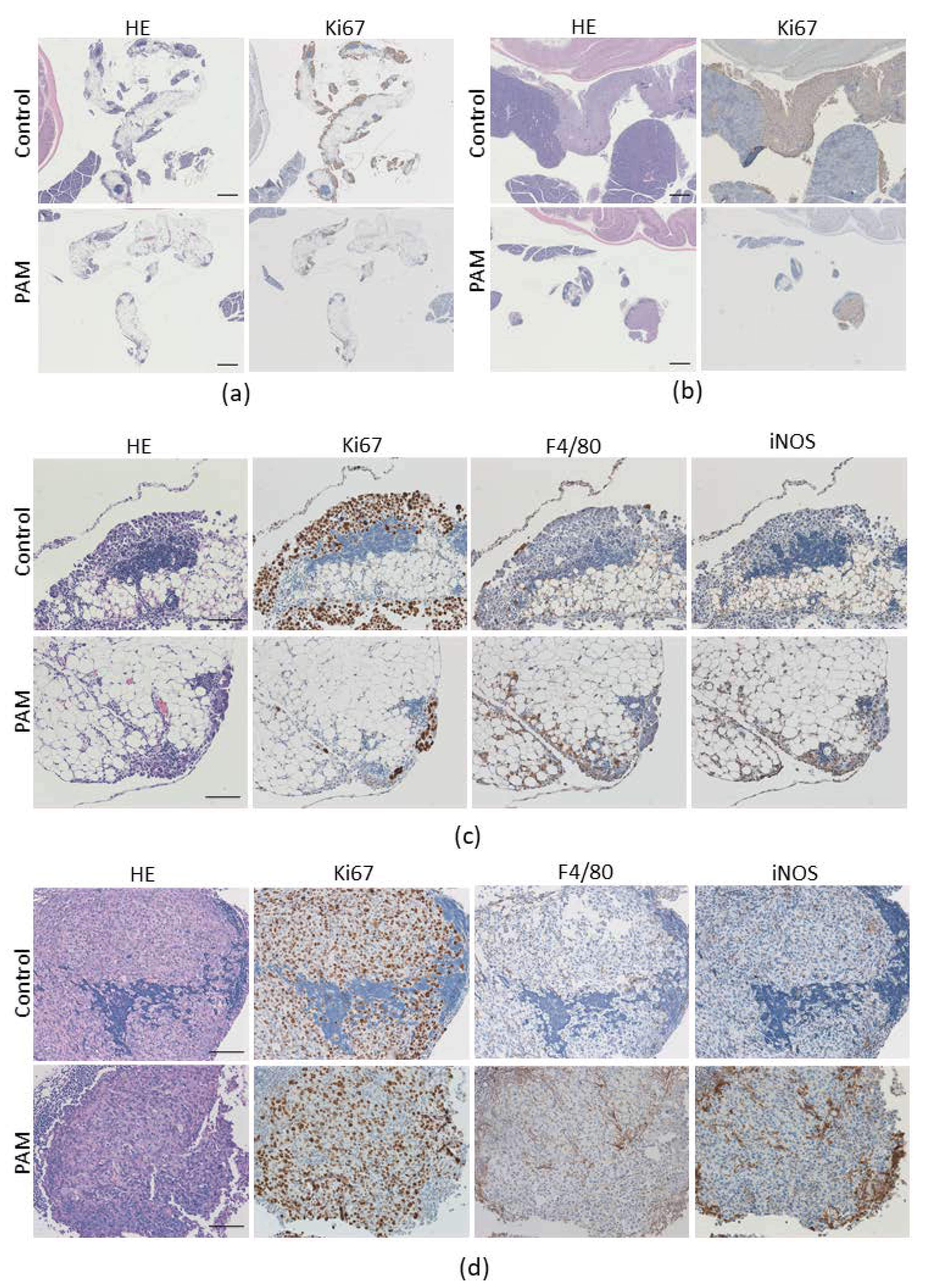 Cancers 13 01141 g004