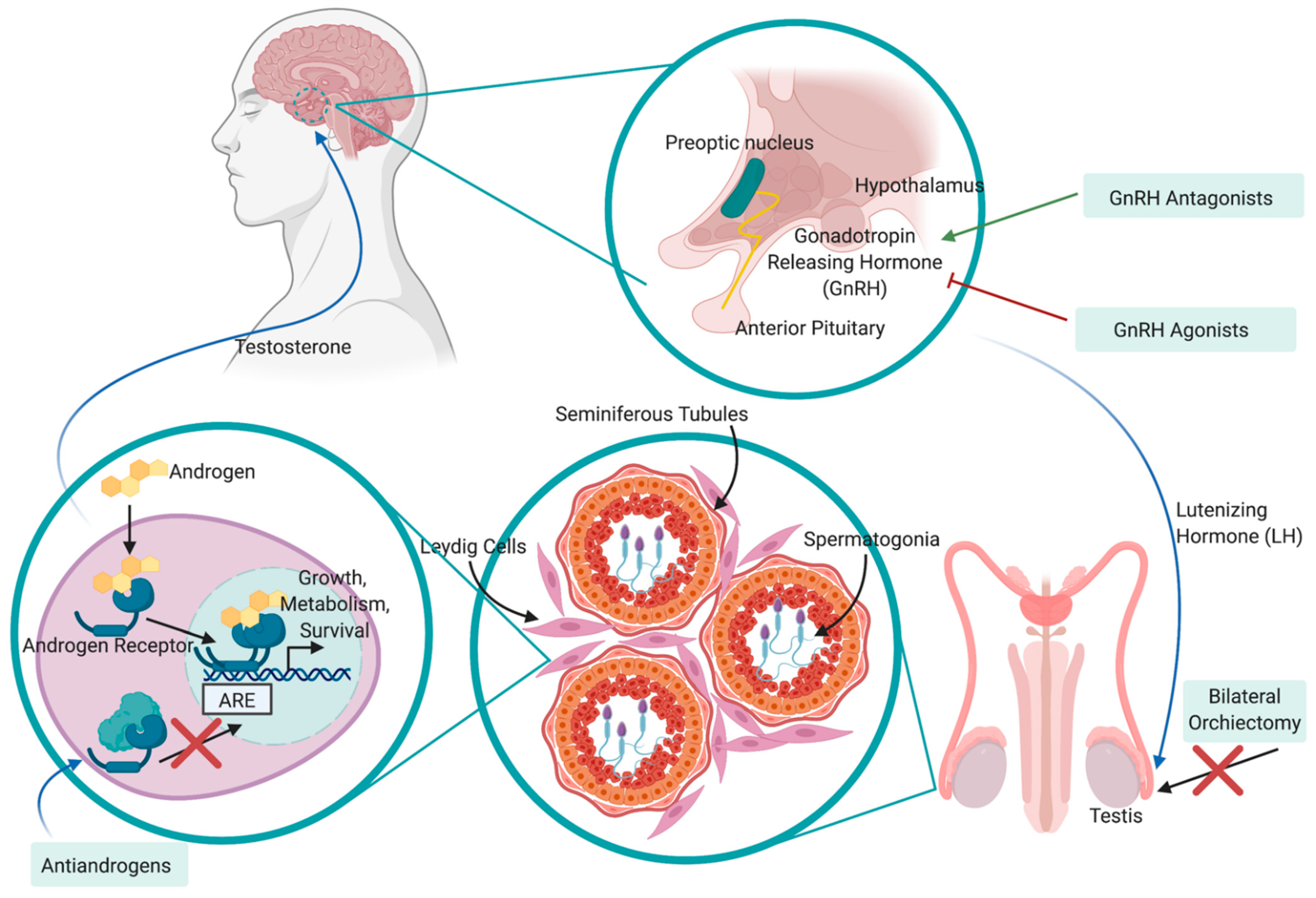 Cancers 13 01145 g002 Cancers 13 01145 g002