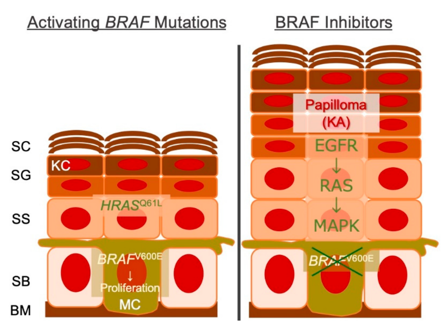 Cancers 13 01148 g002