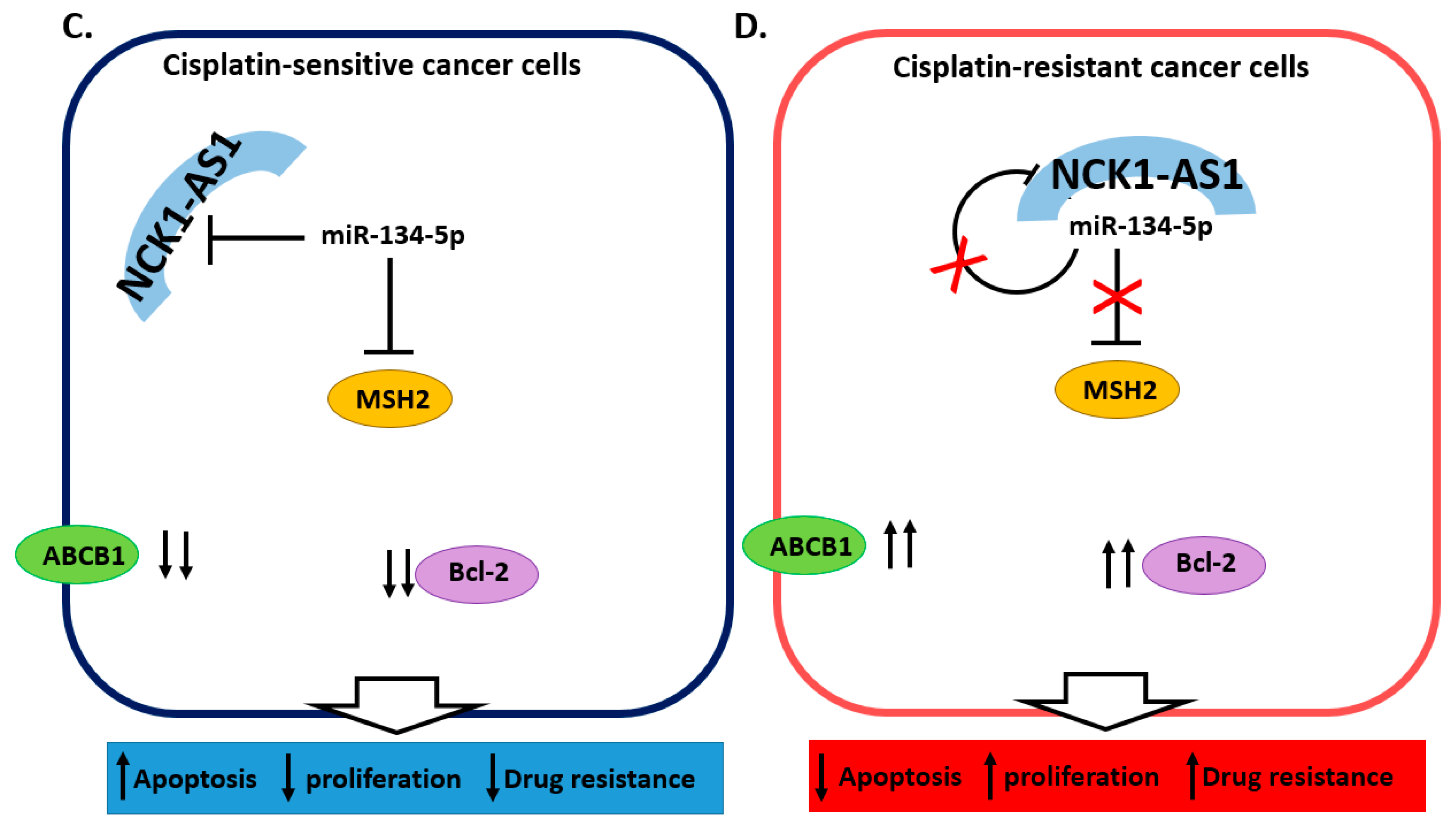 Cancers 13 01168 g004b