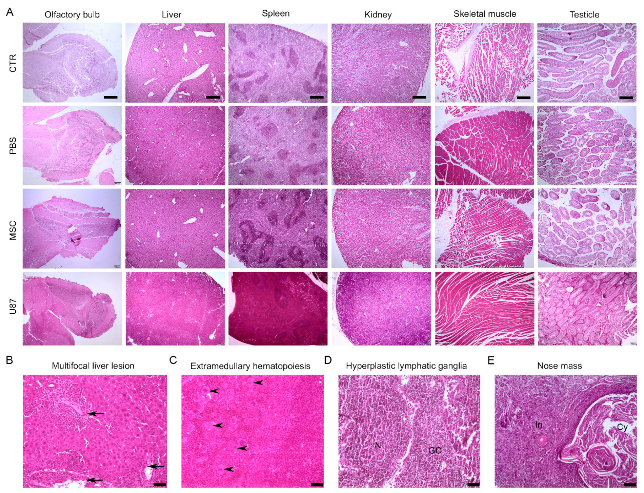 Cancers 13 01169 g005 Cancers 13 01169 g005