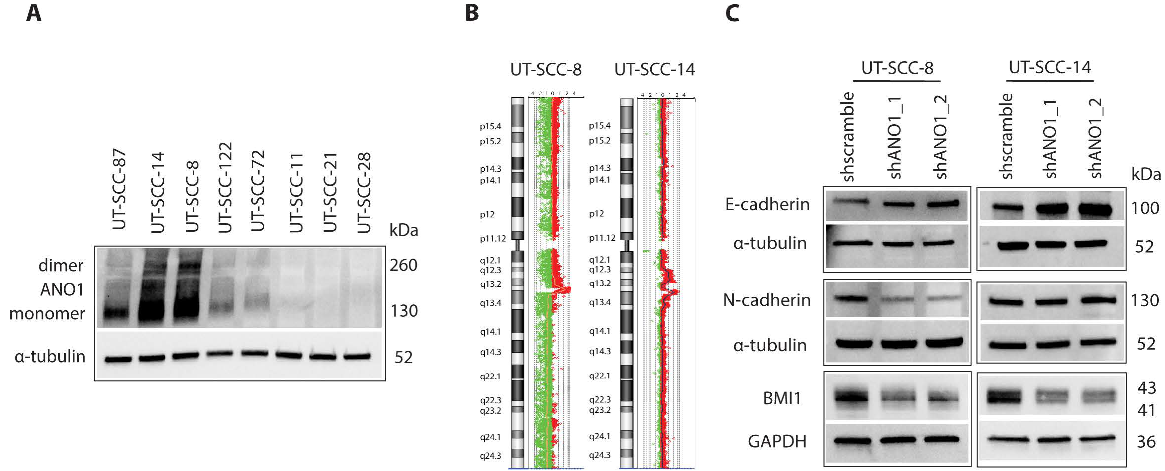 Cancers 13 01170 g001