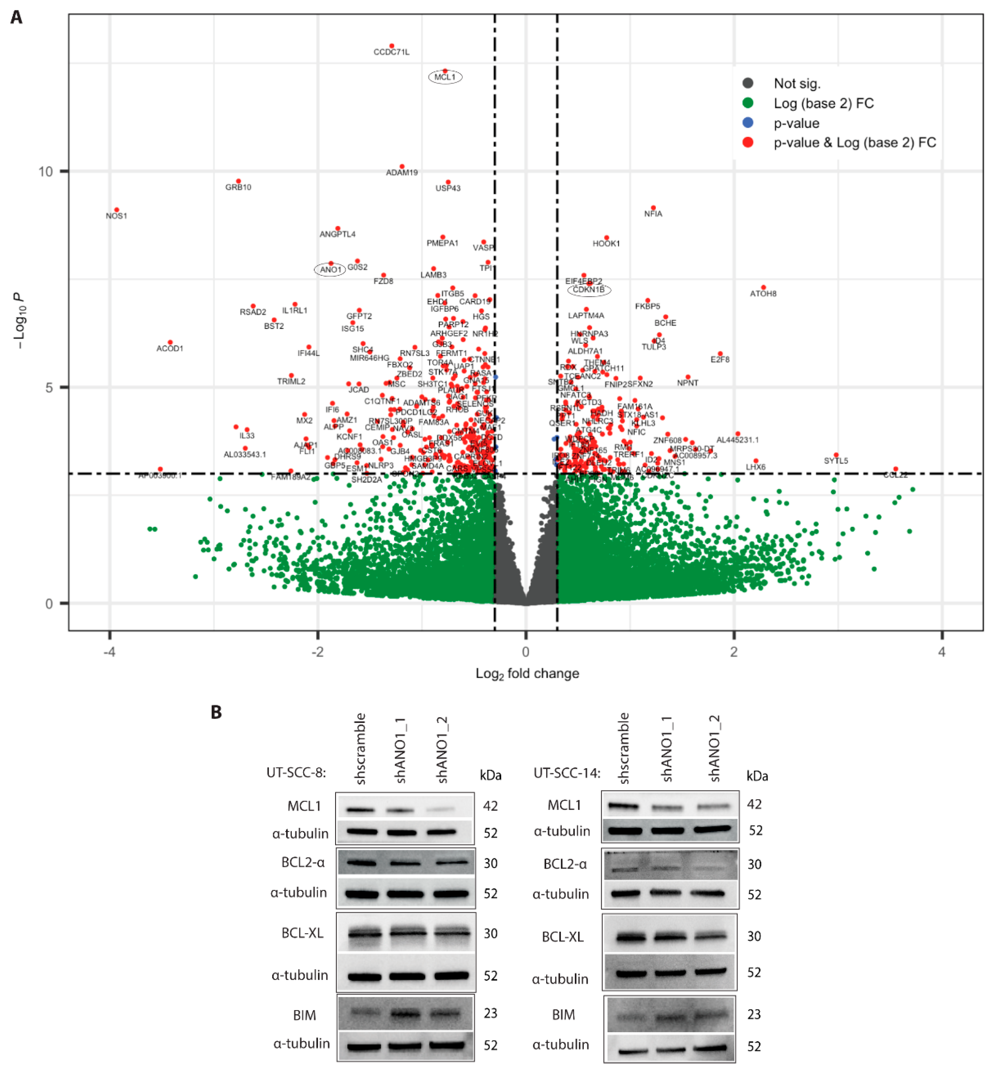 Cancers 13 01170 g002