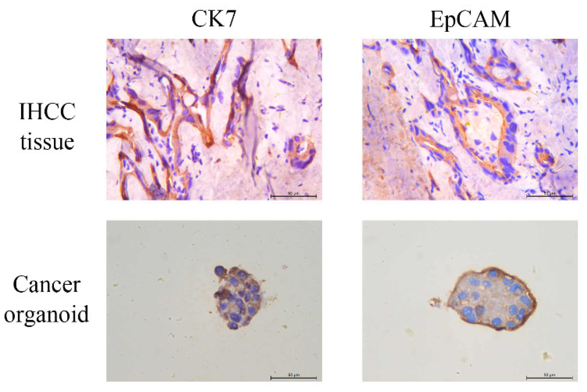 Cancers 13 01179 g004 Cancers 13 01179 g004