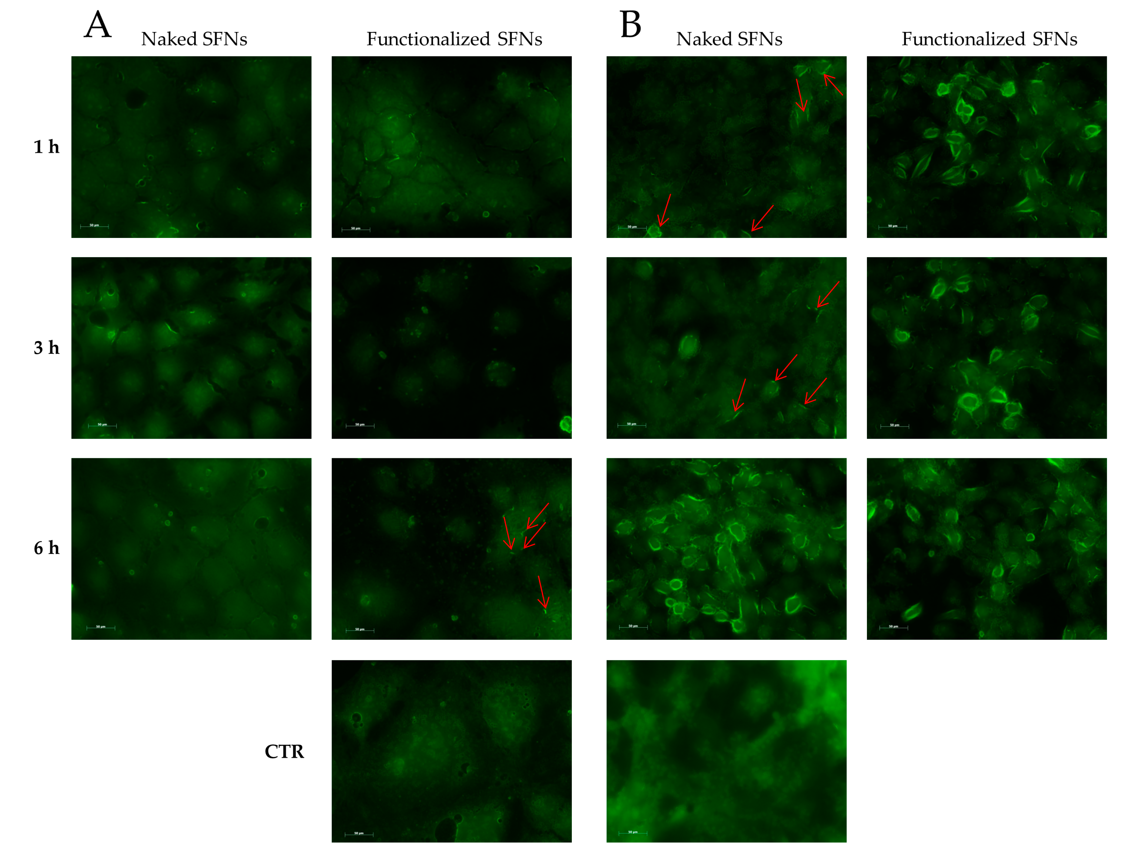 Cancers 13 01185 g007