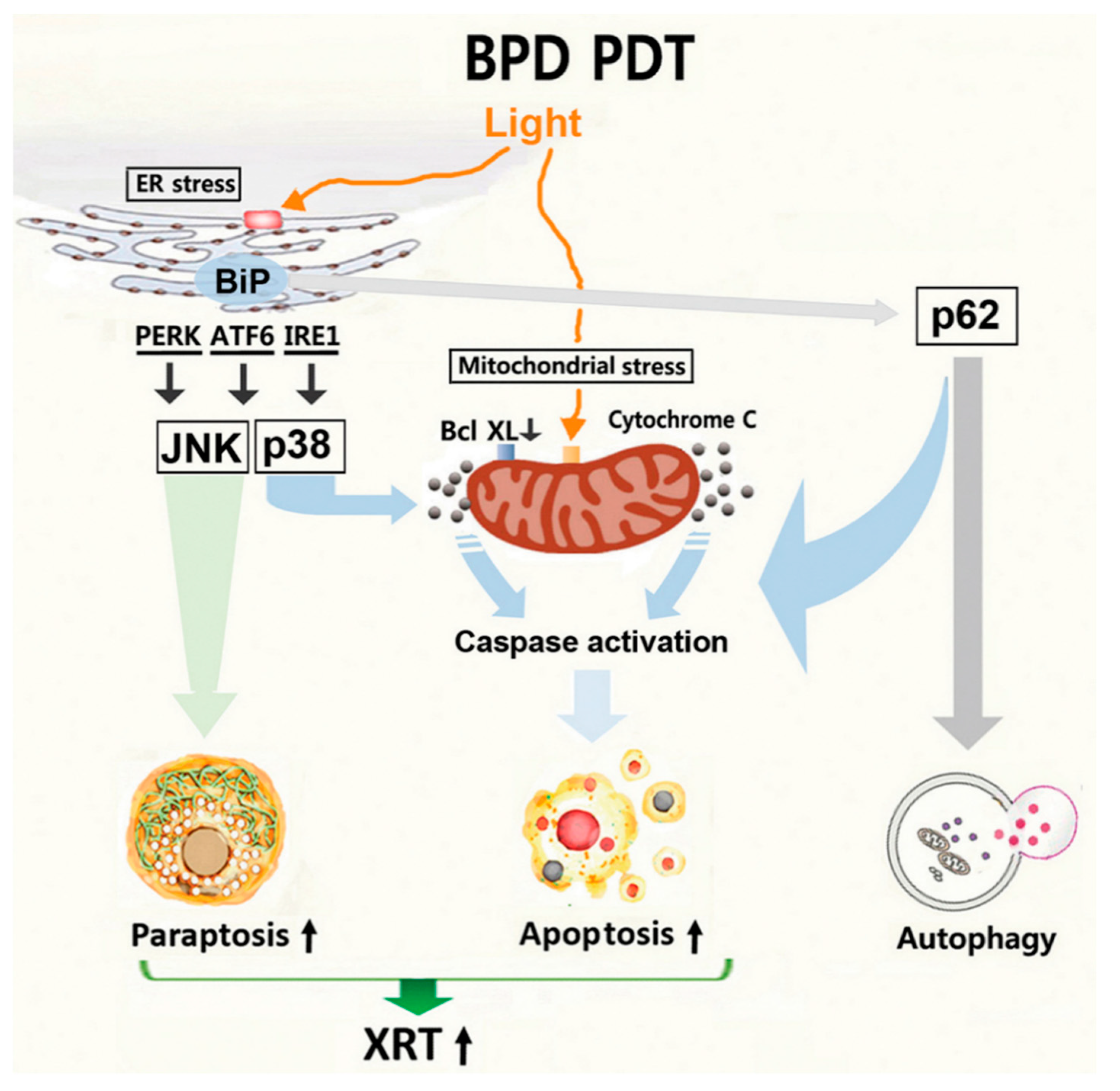 Cancers 13 01193 g005 Cancers 13 01193 g005