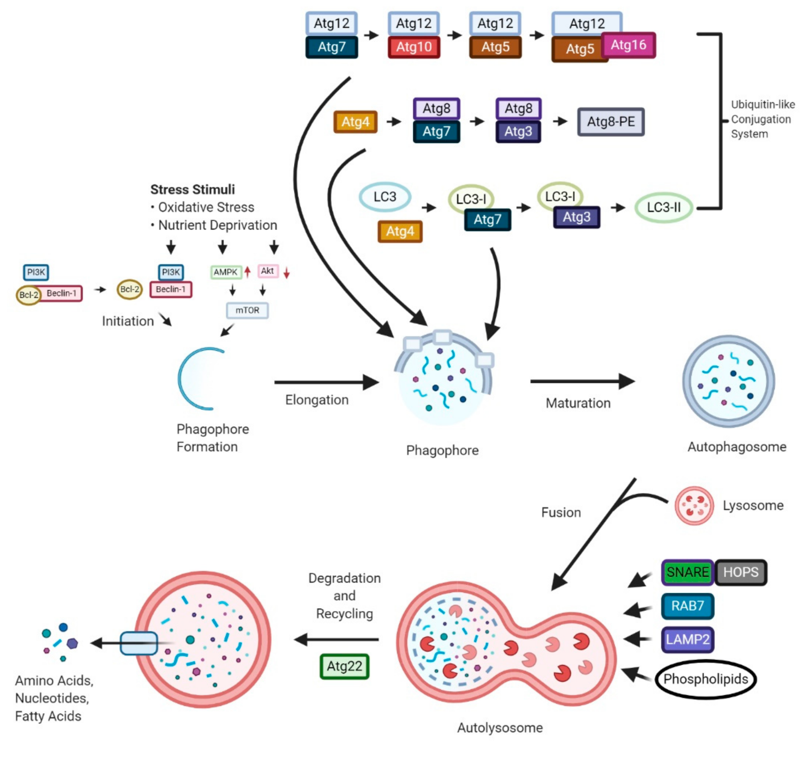 Molecular Mechanism of Autophagy and Its Regulation by Cannabinoids in ...