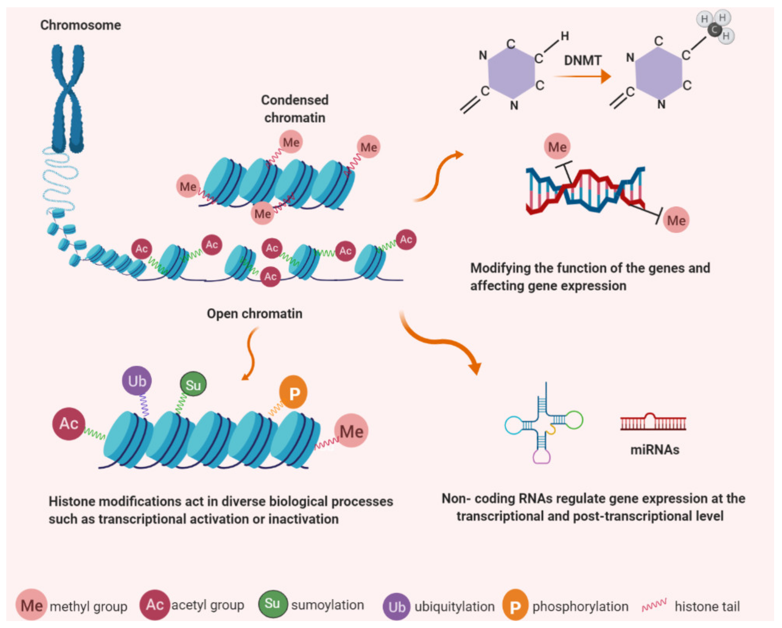 Cancers 13 01213 g001