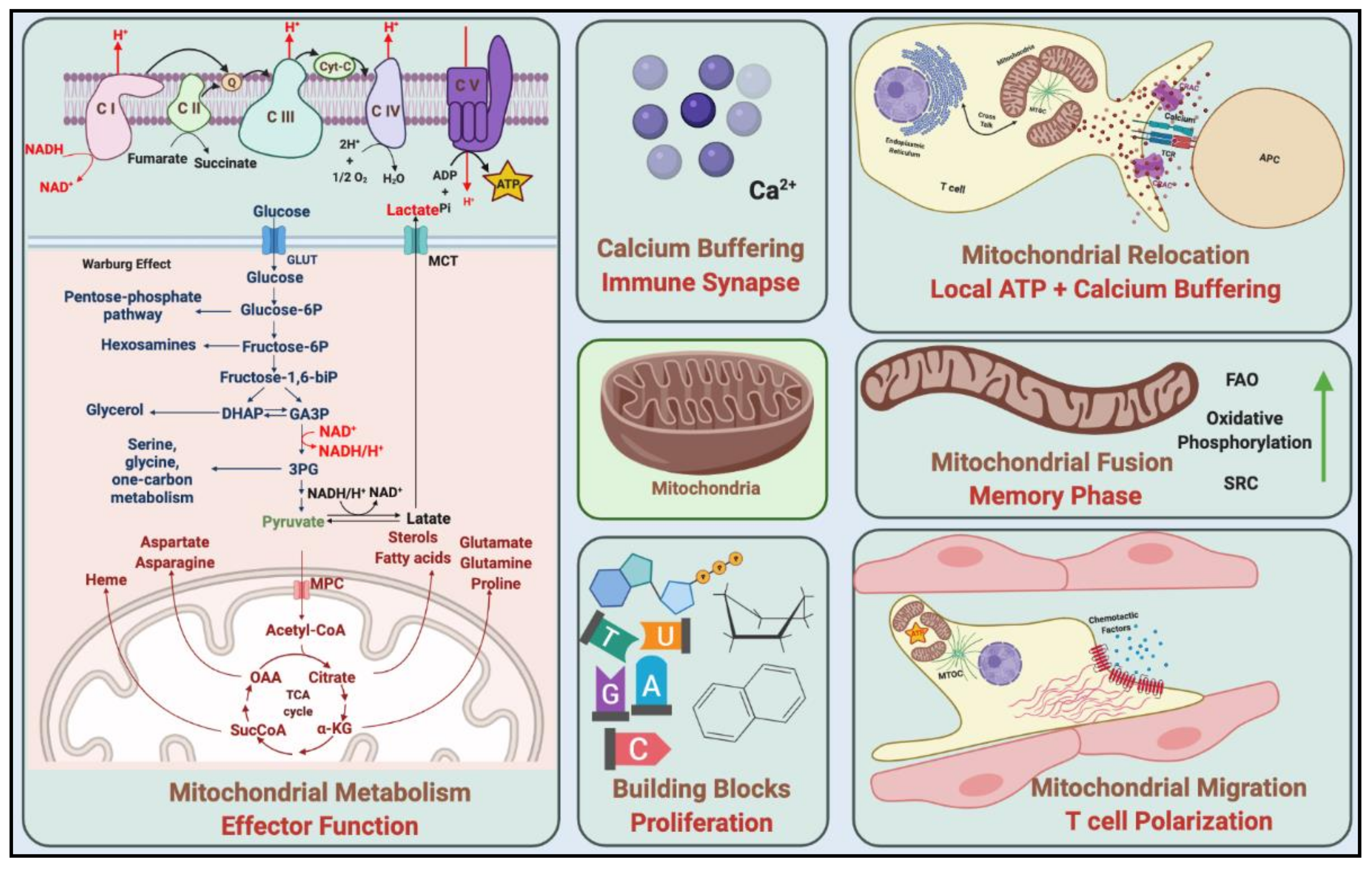 Cancers 13 01229 g002