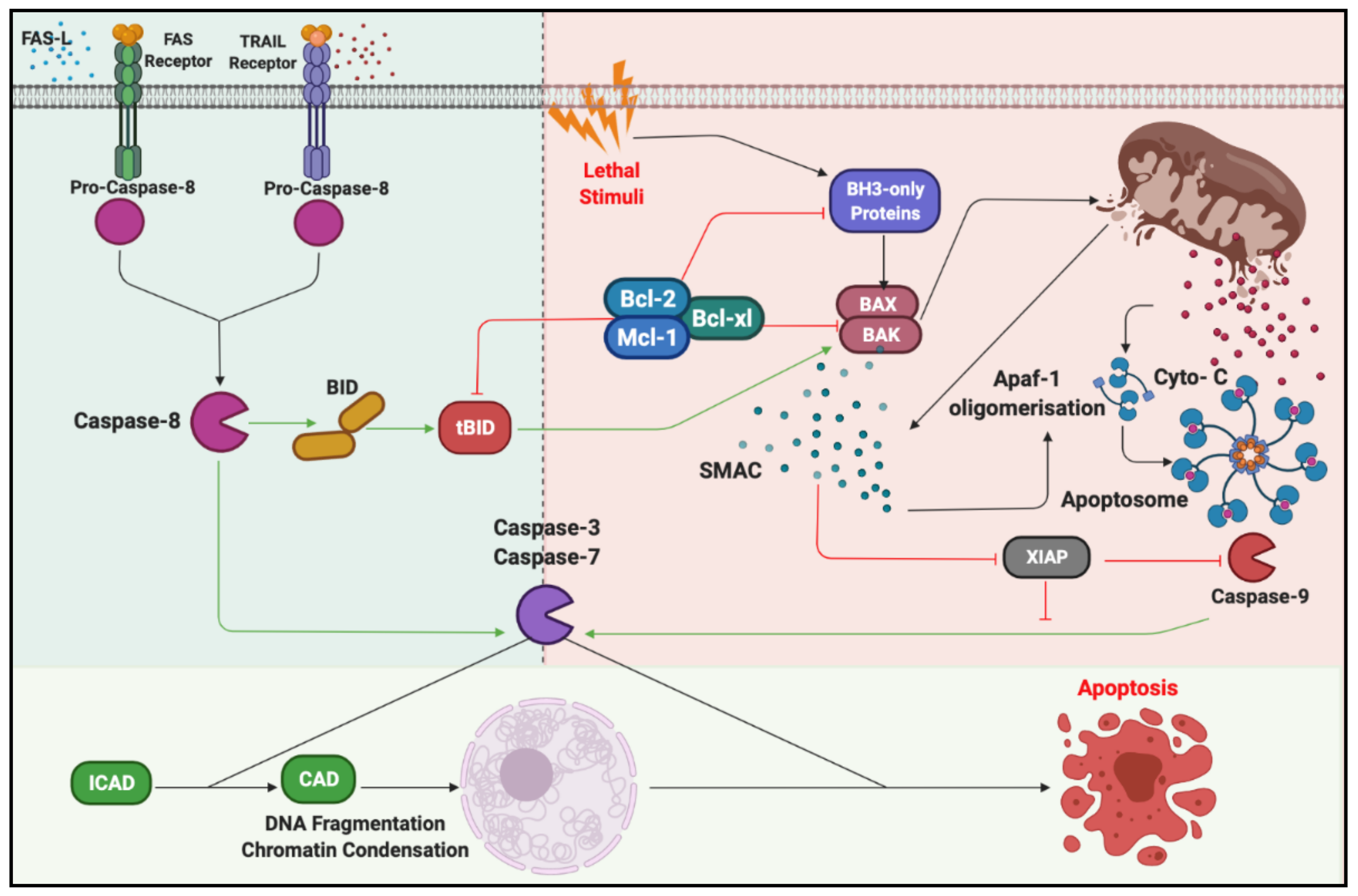 Cancers 13 01229 g003