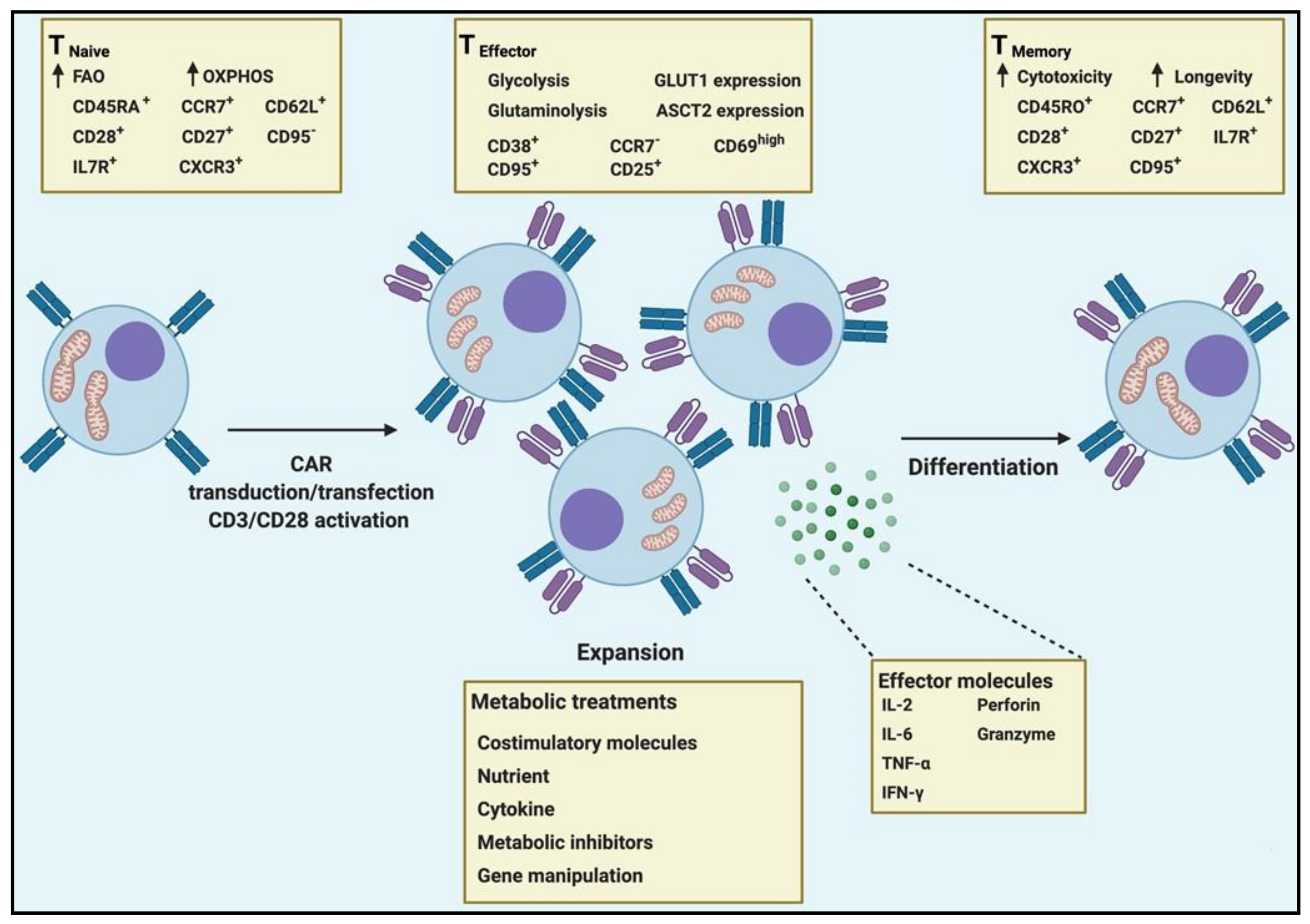 Cancers 13 01229 g004