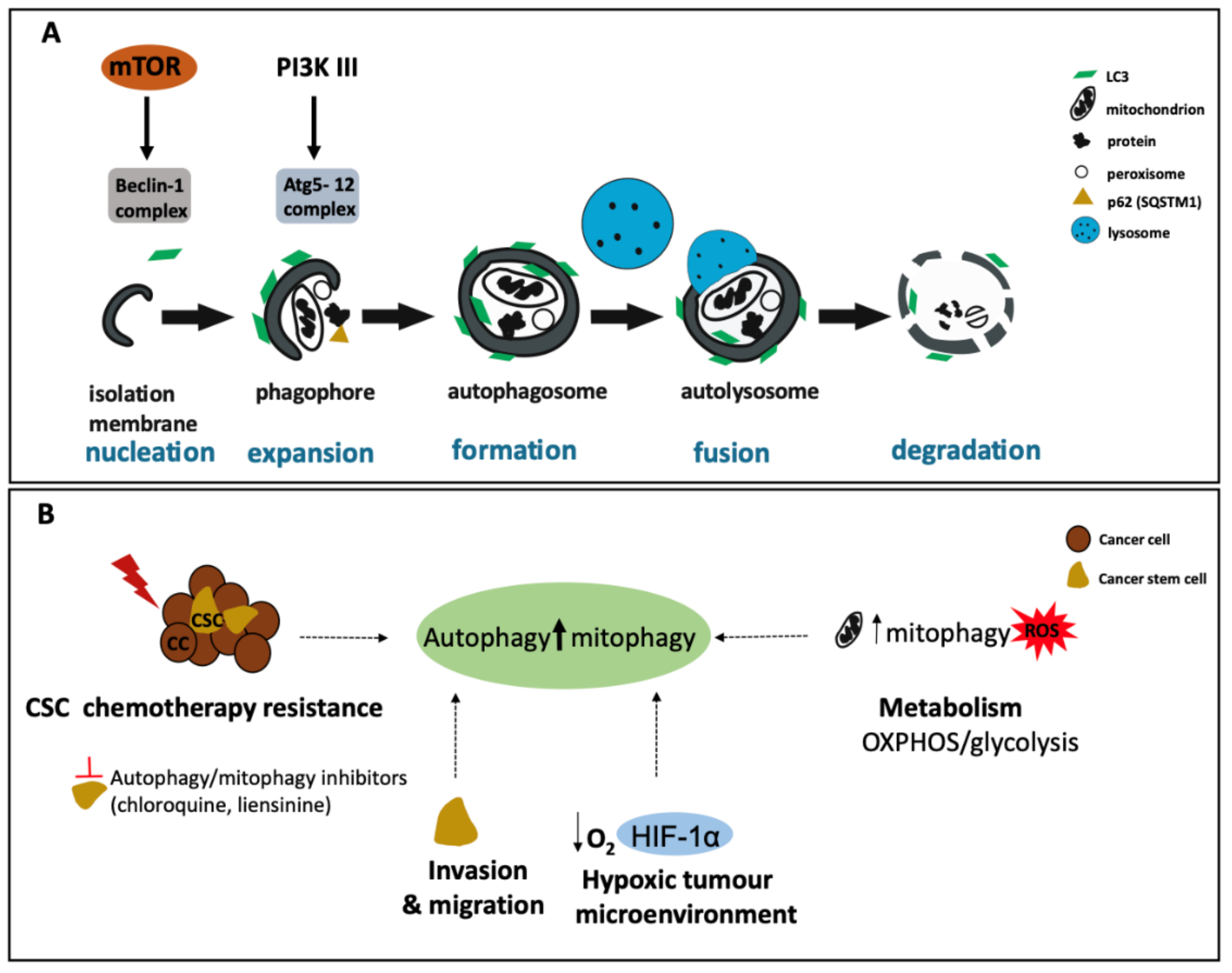 Cancers 13 01239 g002