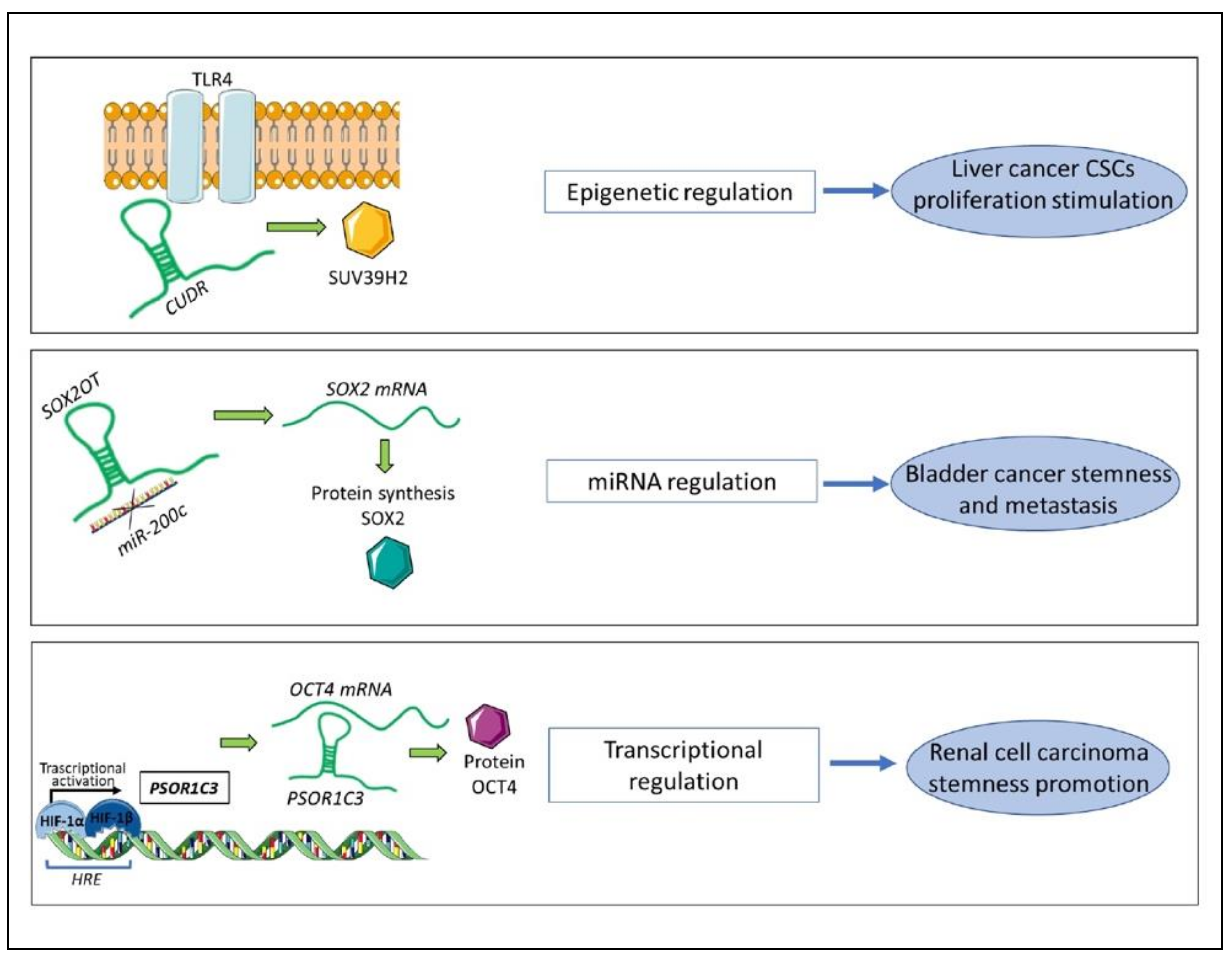 Cancers 13 01239 g003