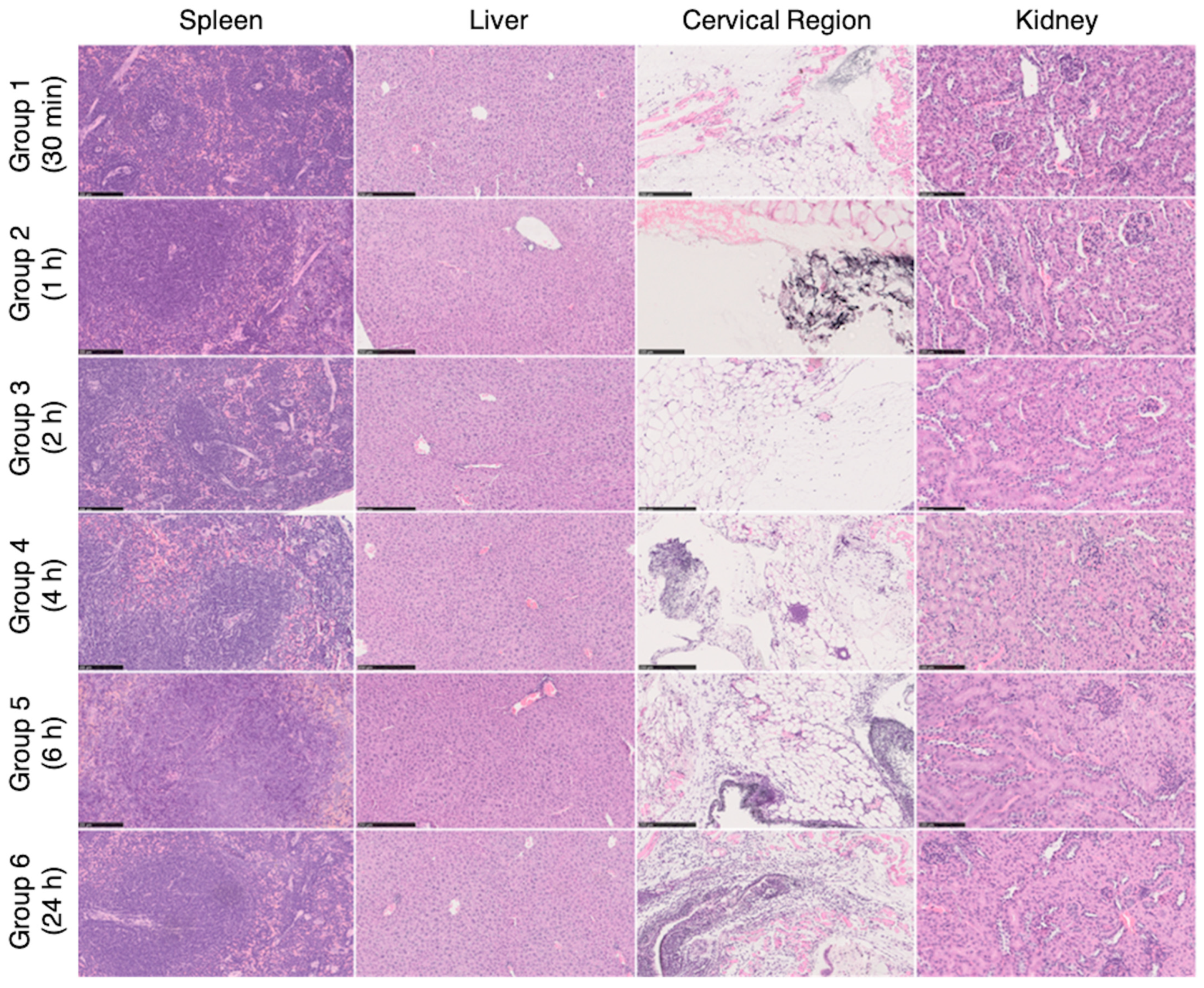 Cancers 13 01242 g009 Cancers 13 01242 g009