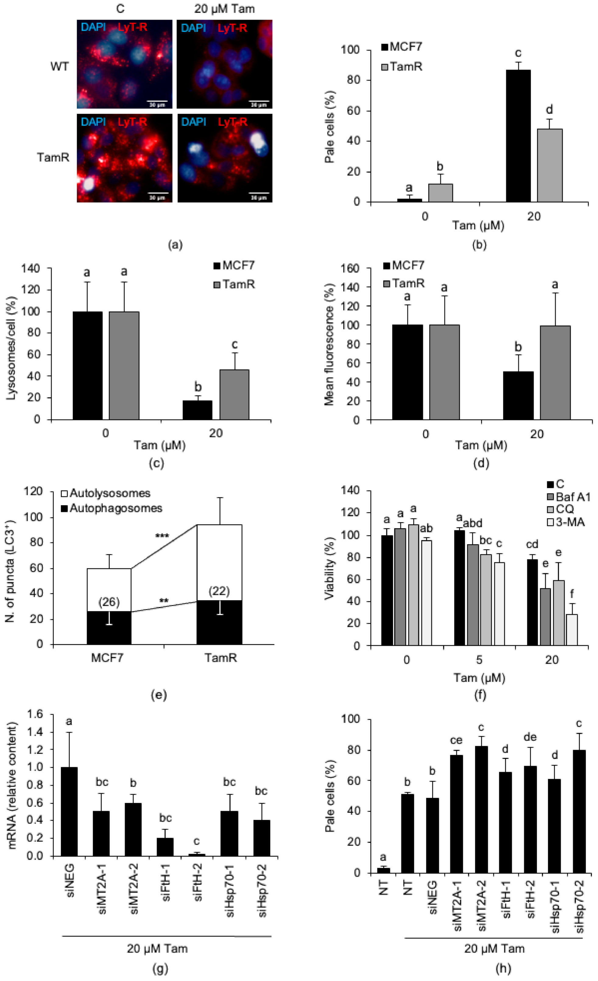 Cancers 13 01252 g005