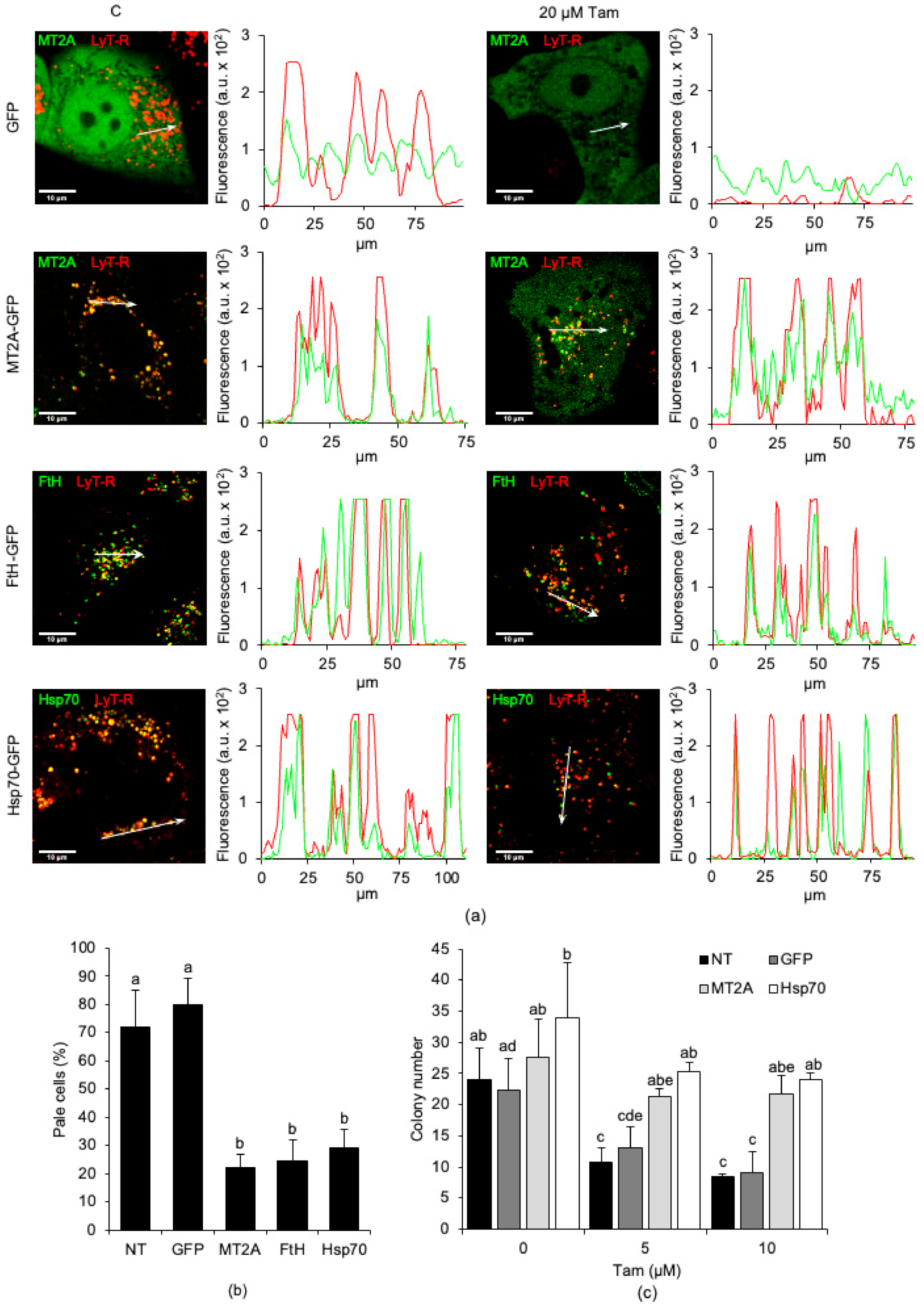 Cancers 13 01252 g006