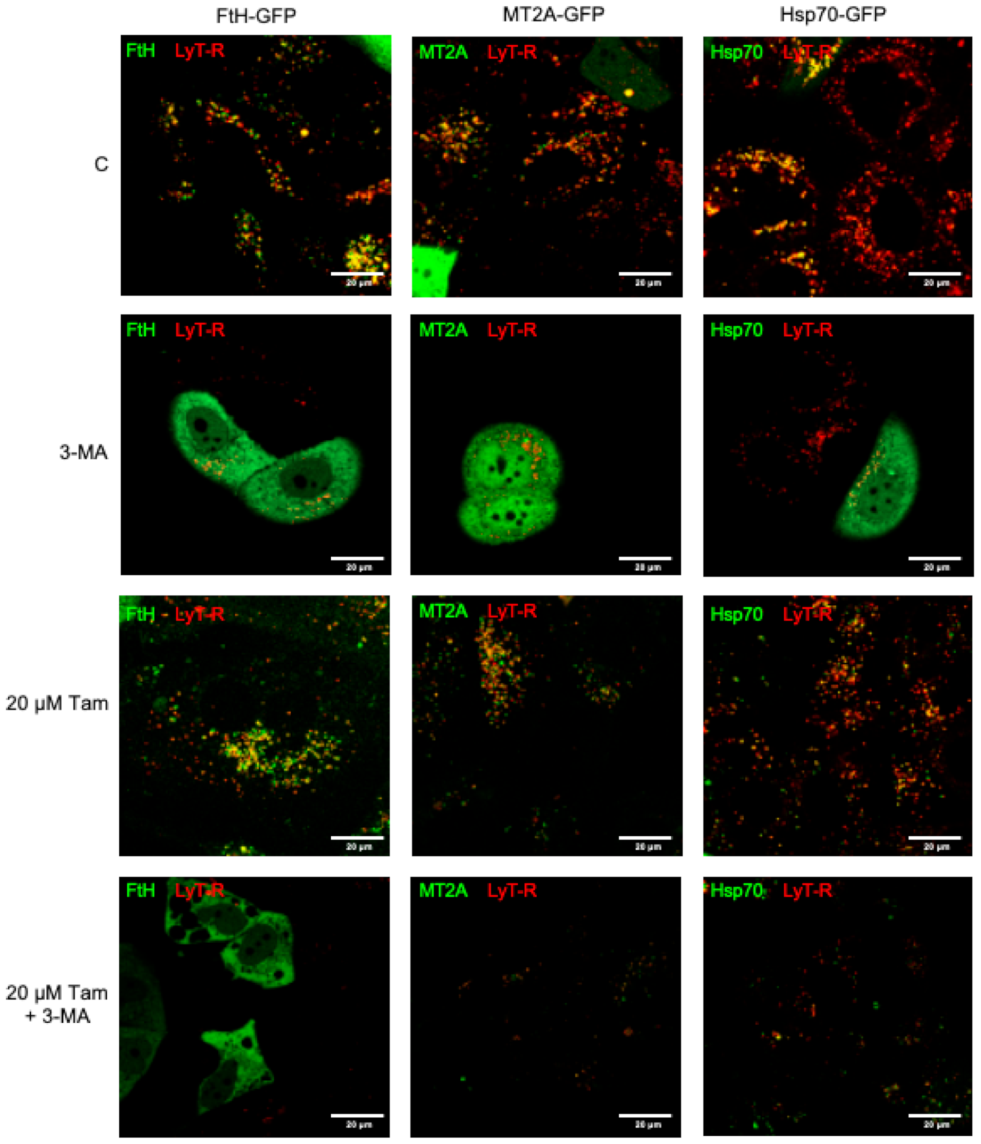 Cancers 13 01252 g007