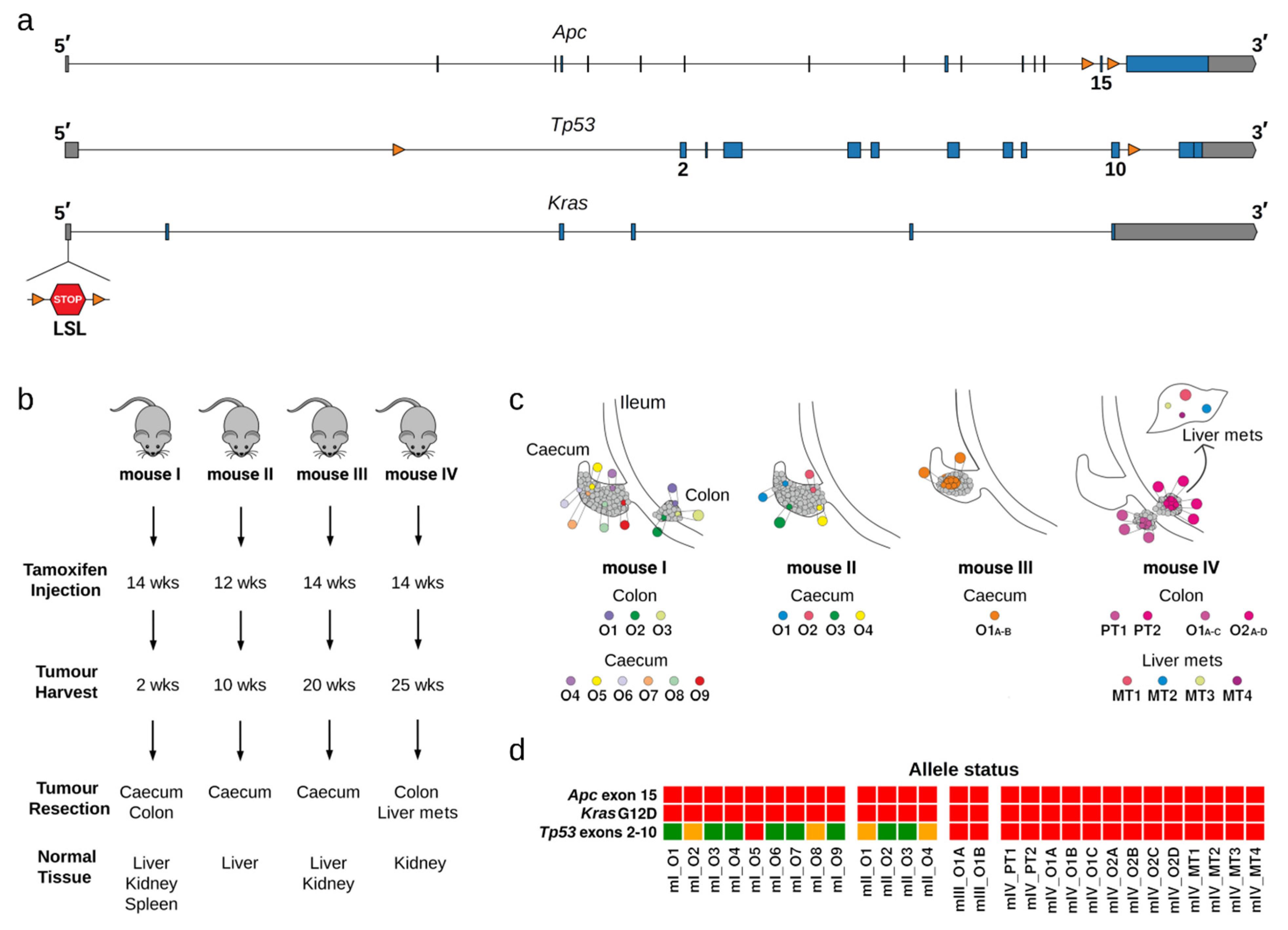 Cancers 13 01267 g001