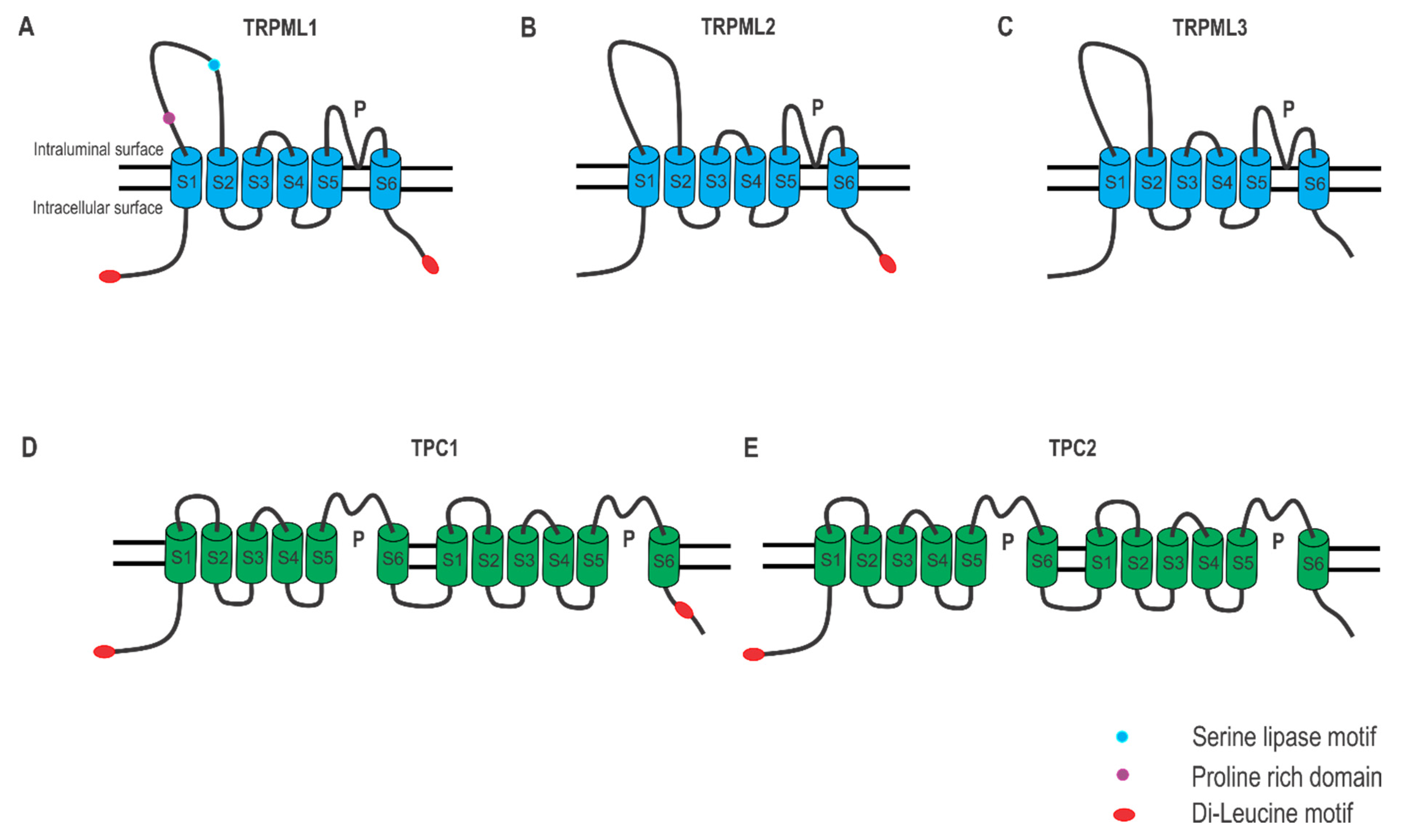 Cancers 13 01299 g002