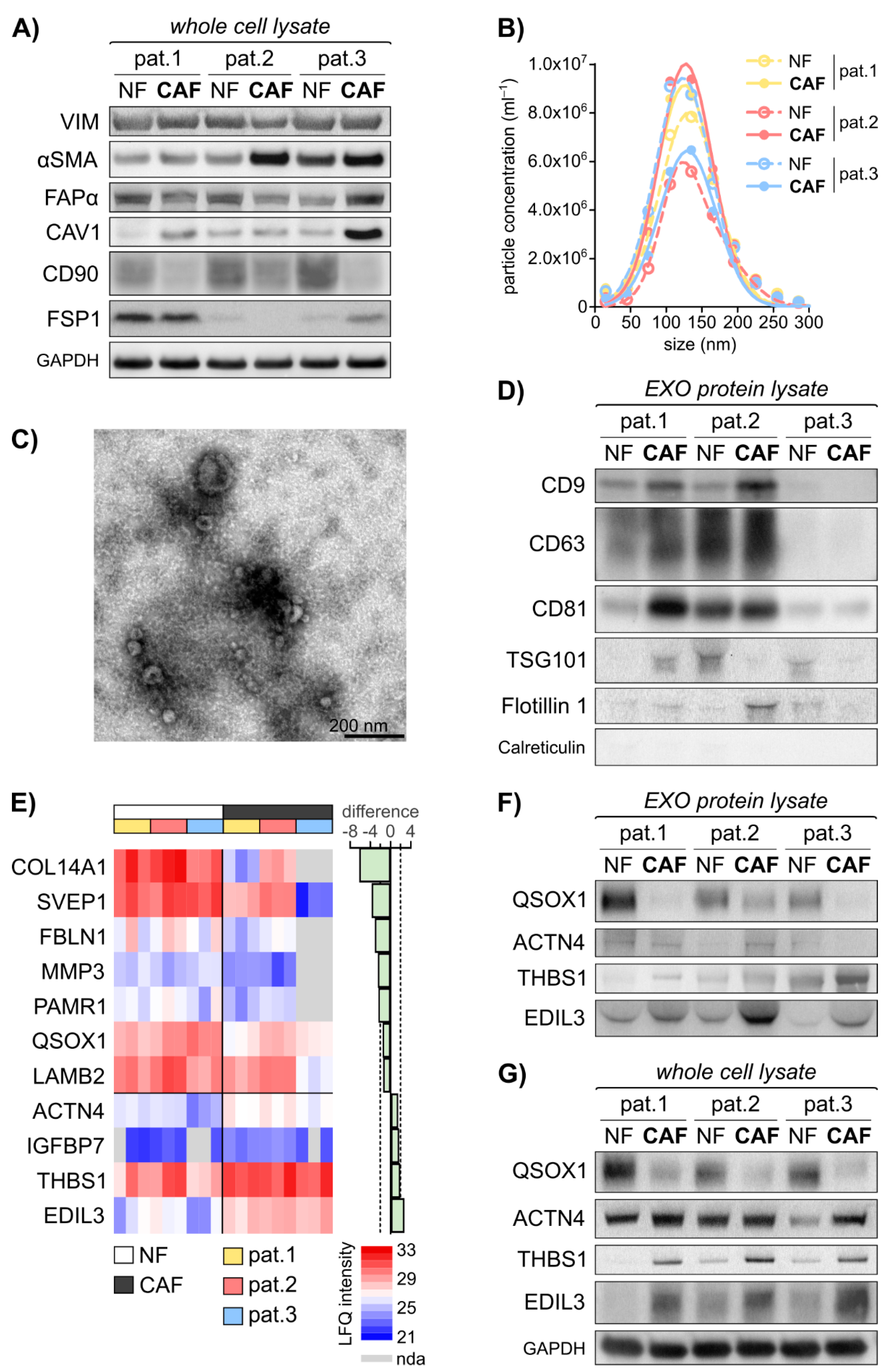 Cancers 13 01351 g001