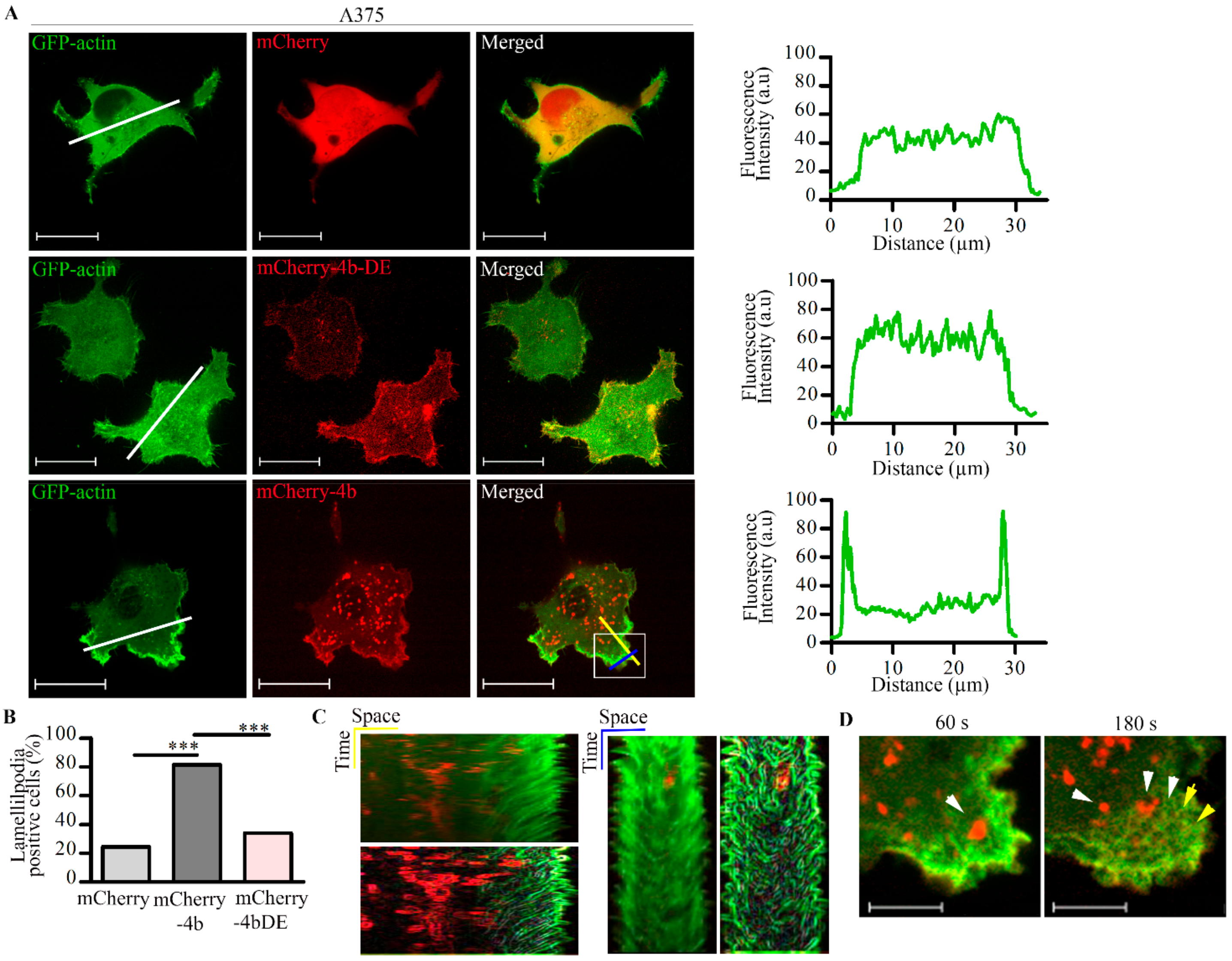 Cancers 13 01354 g004