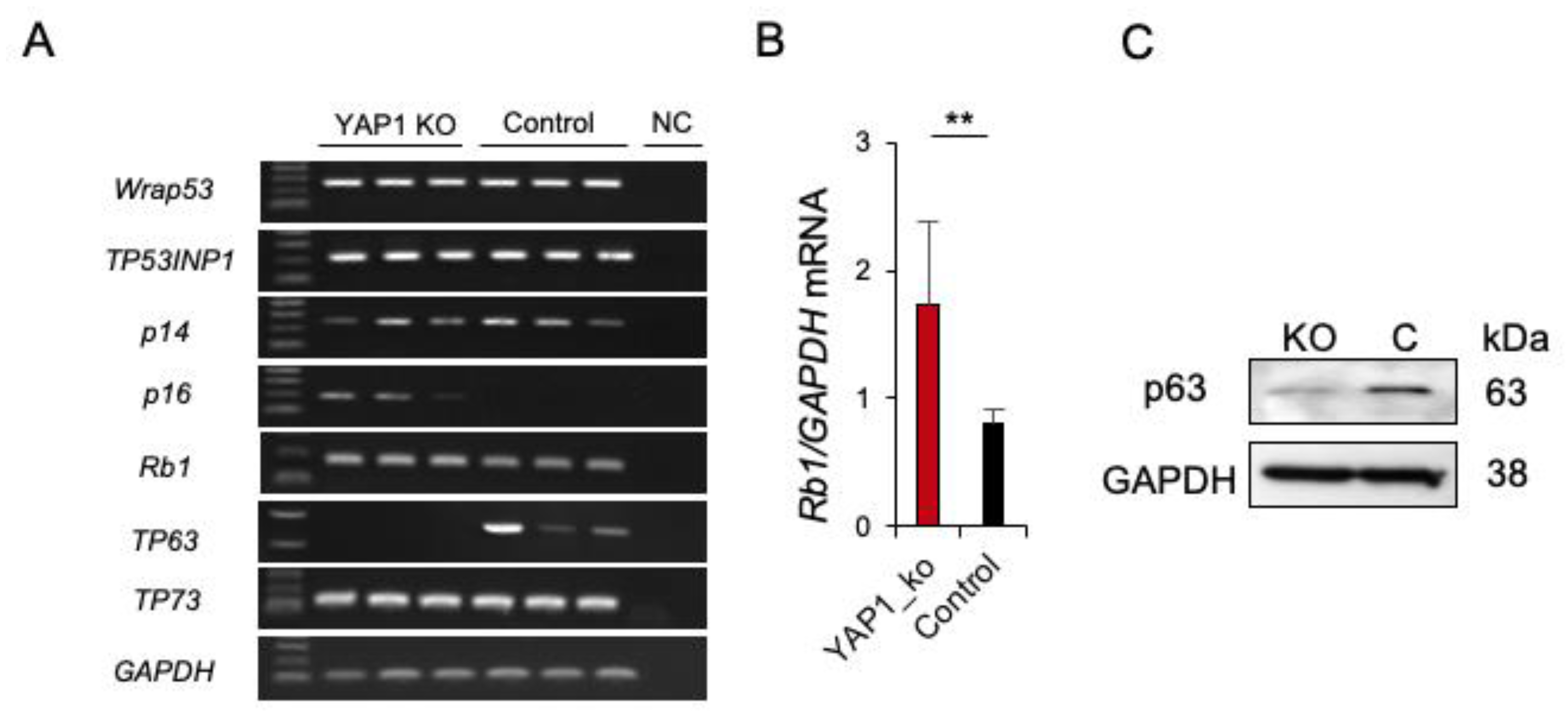 Cancers 13 01364 g004