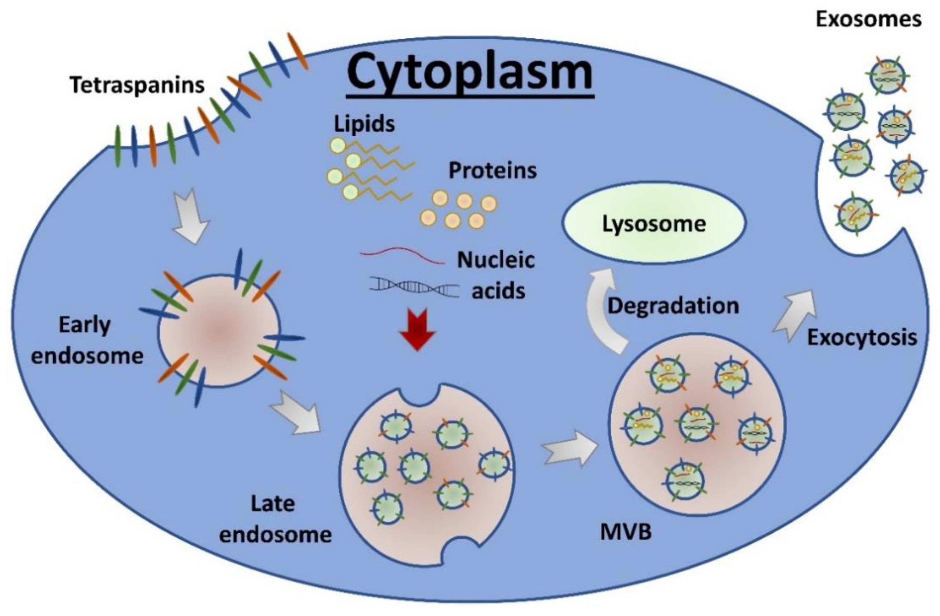 Cancers 13 01373 g001