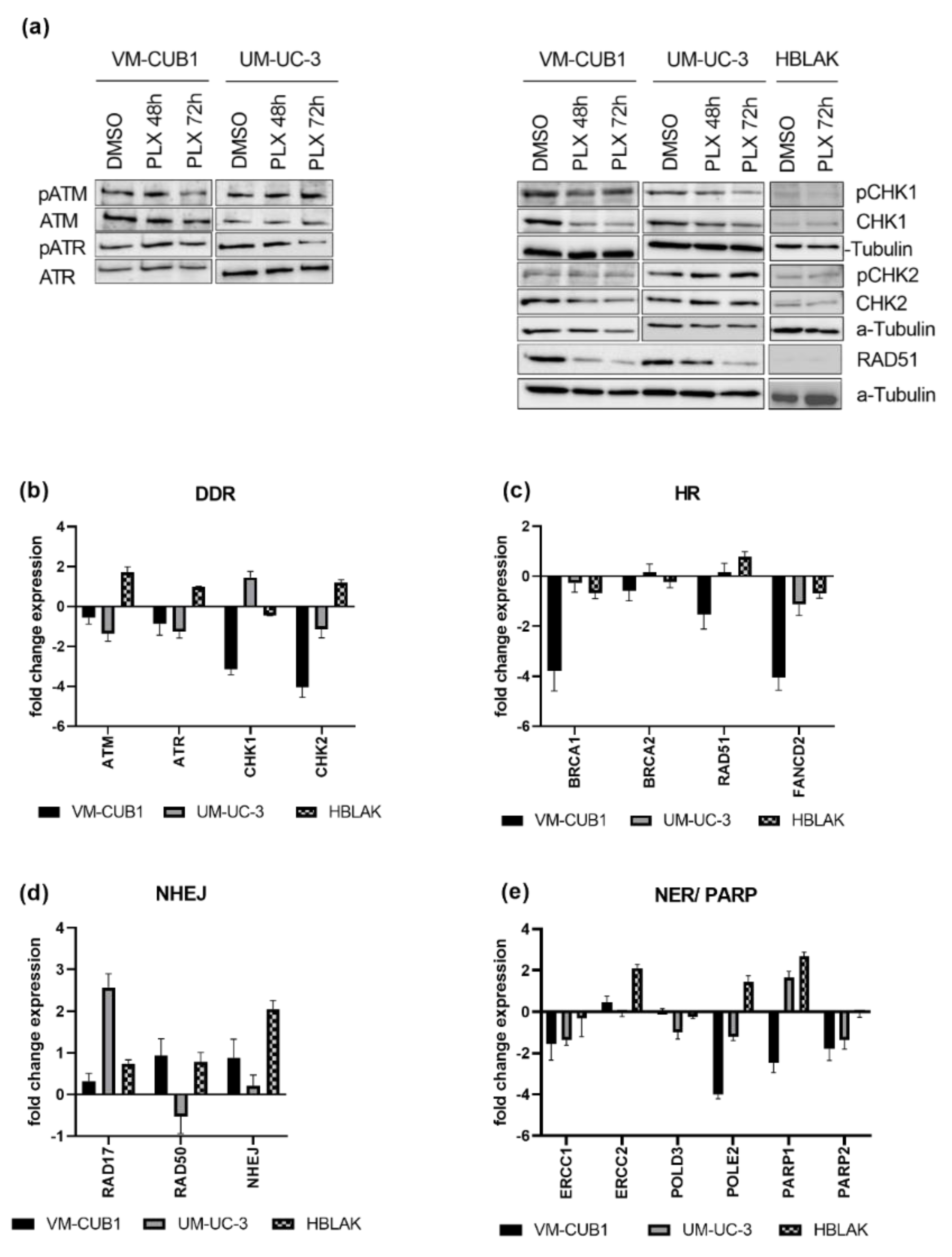 Cancers 13 01376 g004 Cancers 13 01376 g004