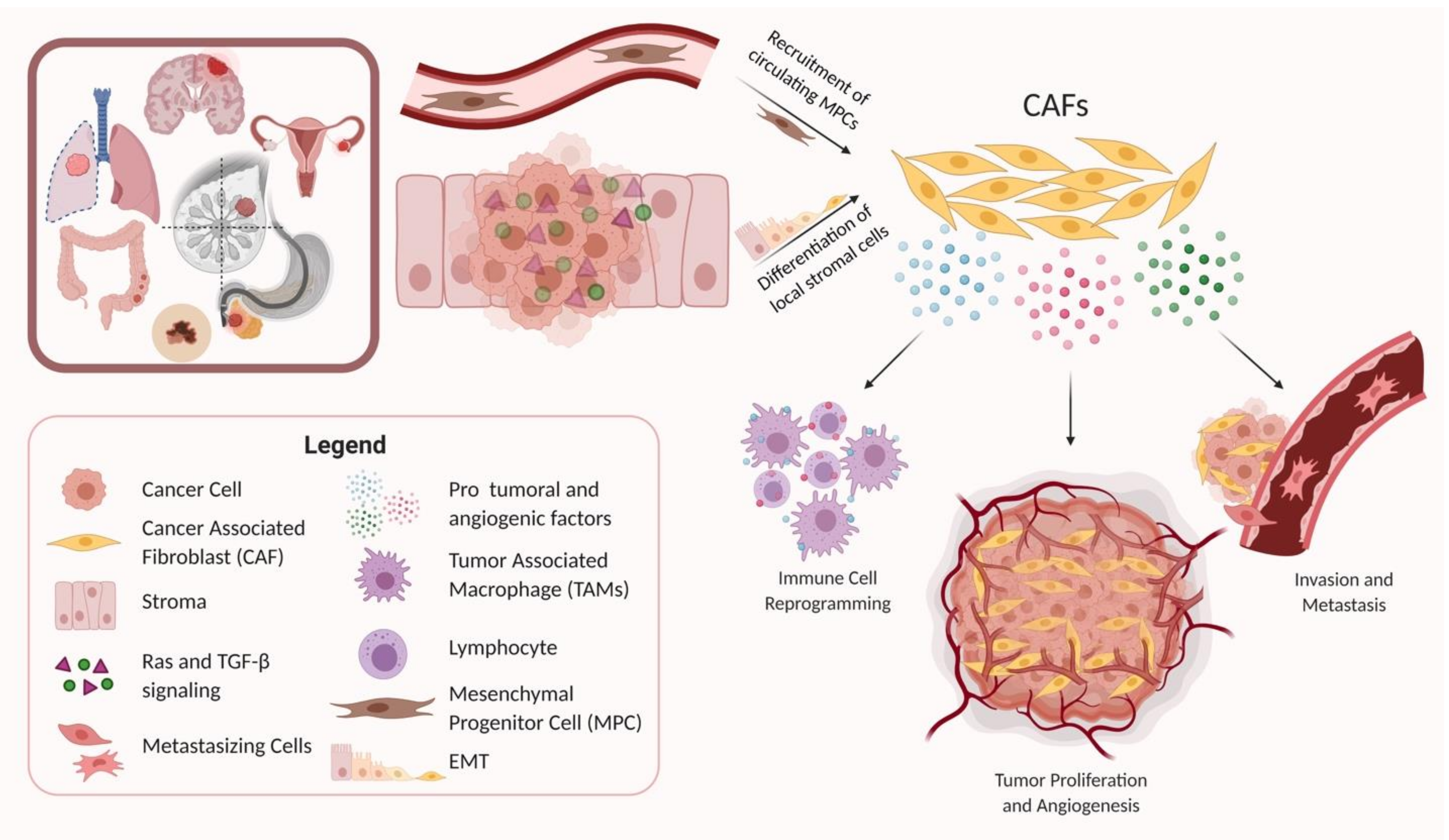 The Role of Cancer-Associated Fibroblasts in Tumor Progression | MDPI