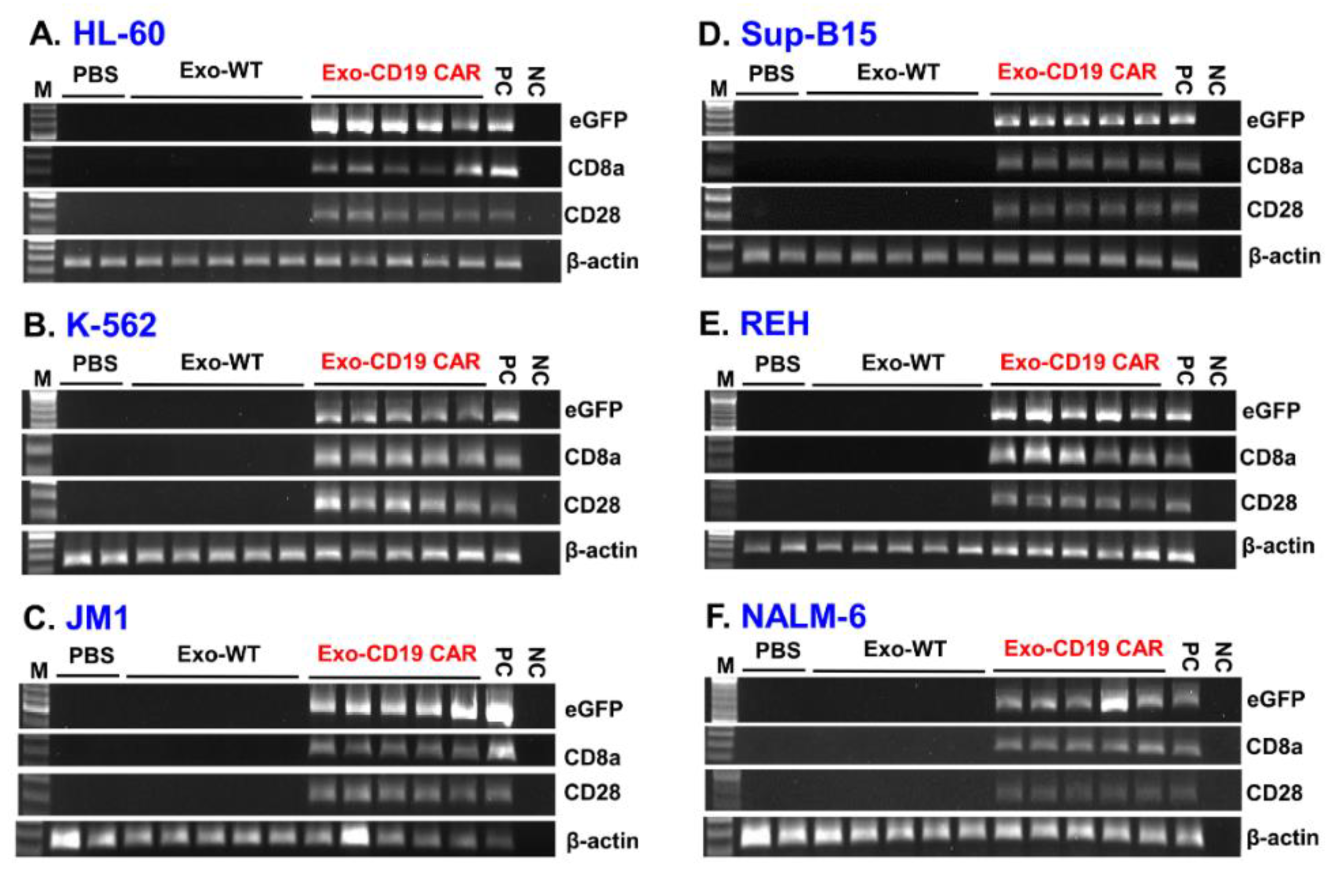 Cancers 13 01401 g005