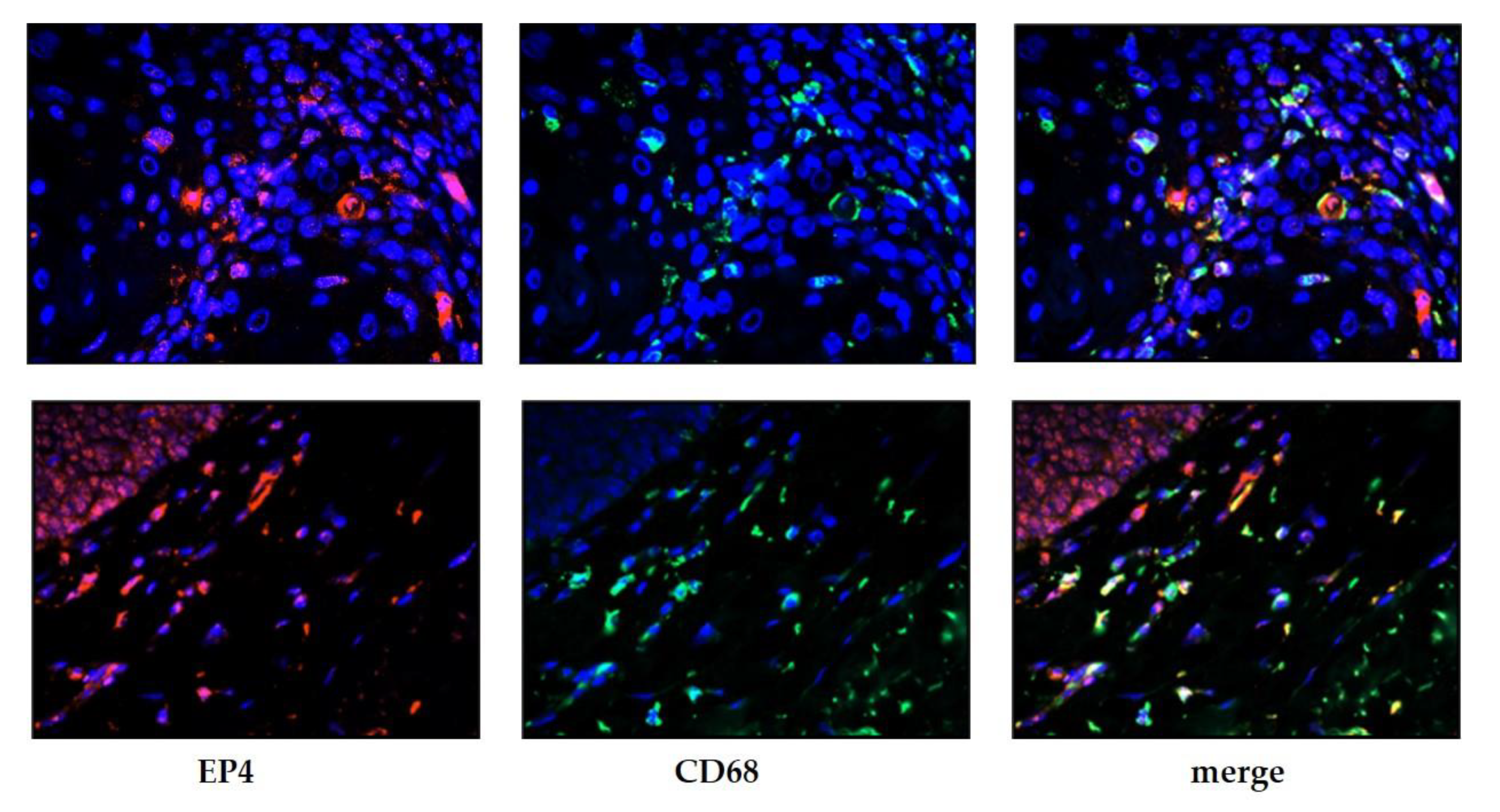Cancers 13 01410 g003 Cancers 13 01410 g003