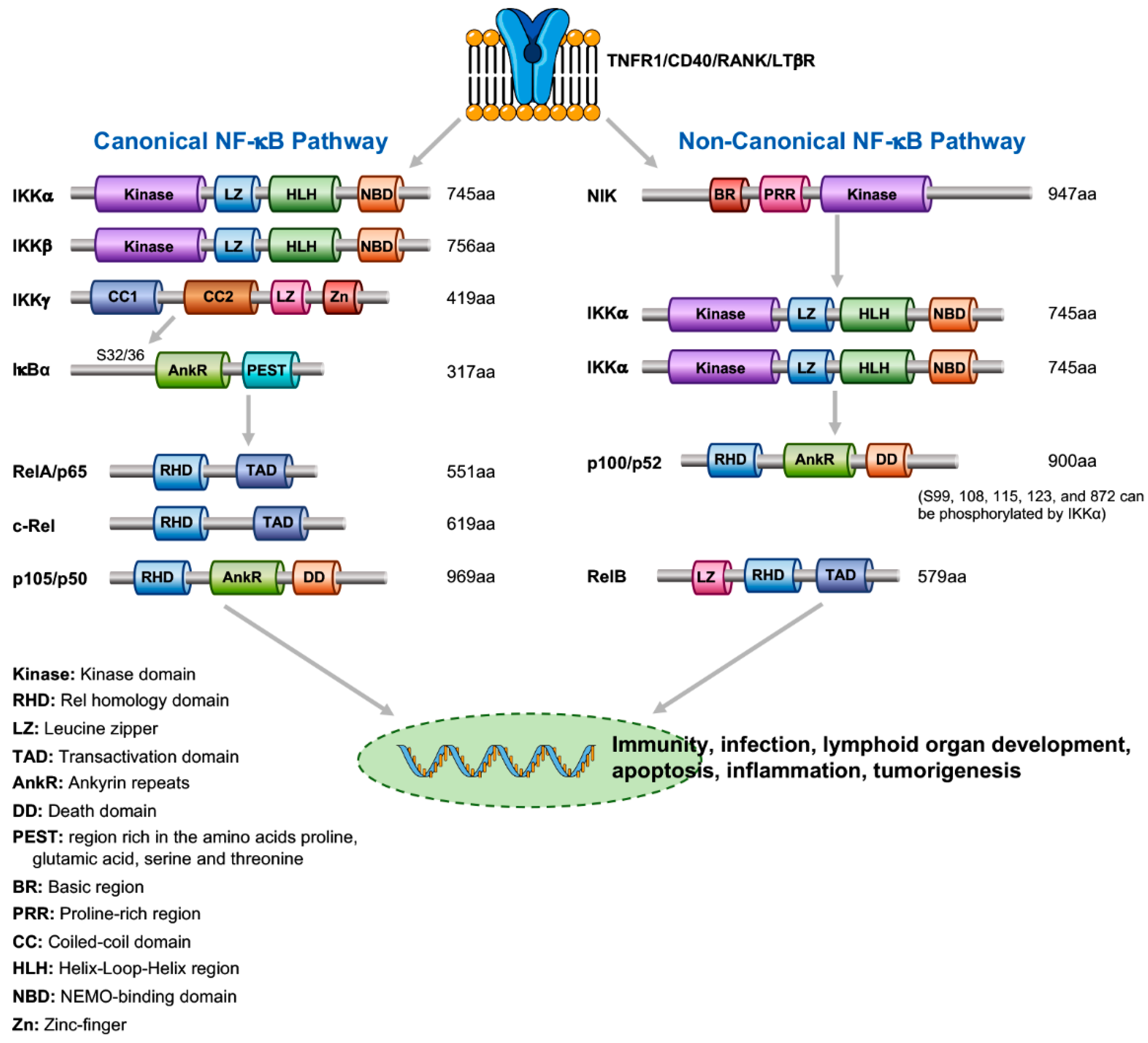 Cancers 13 01411 g001