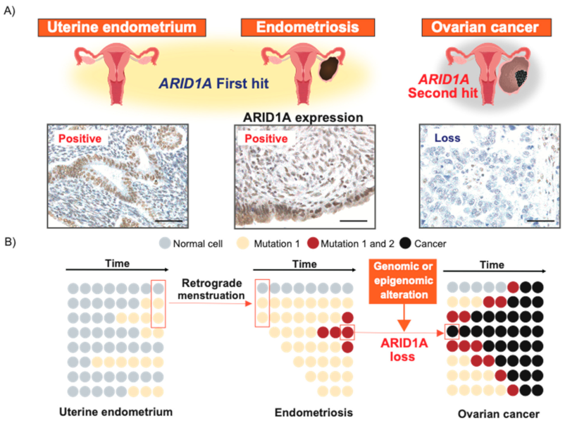 Cancers 13 01439 g002