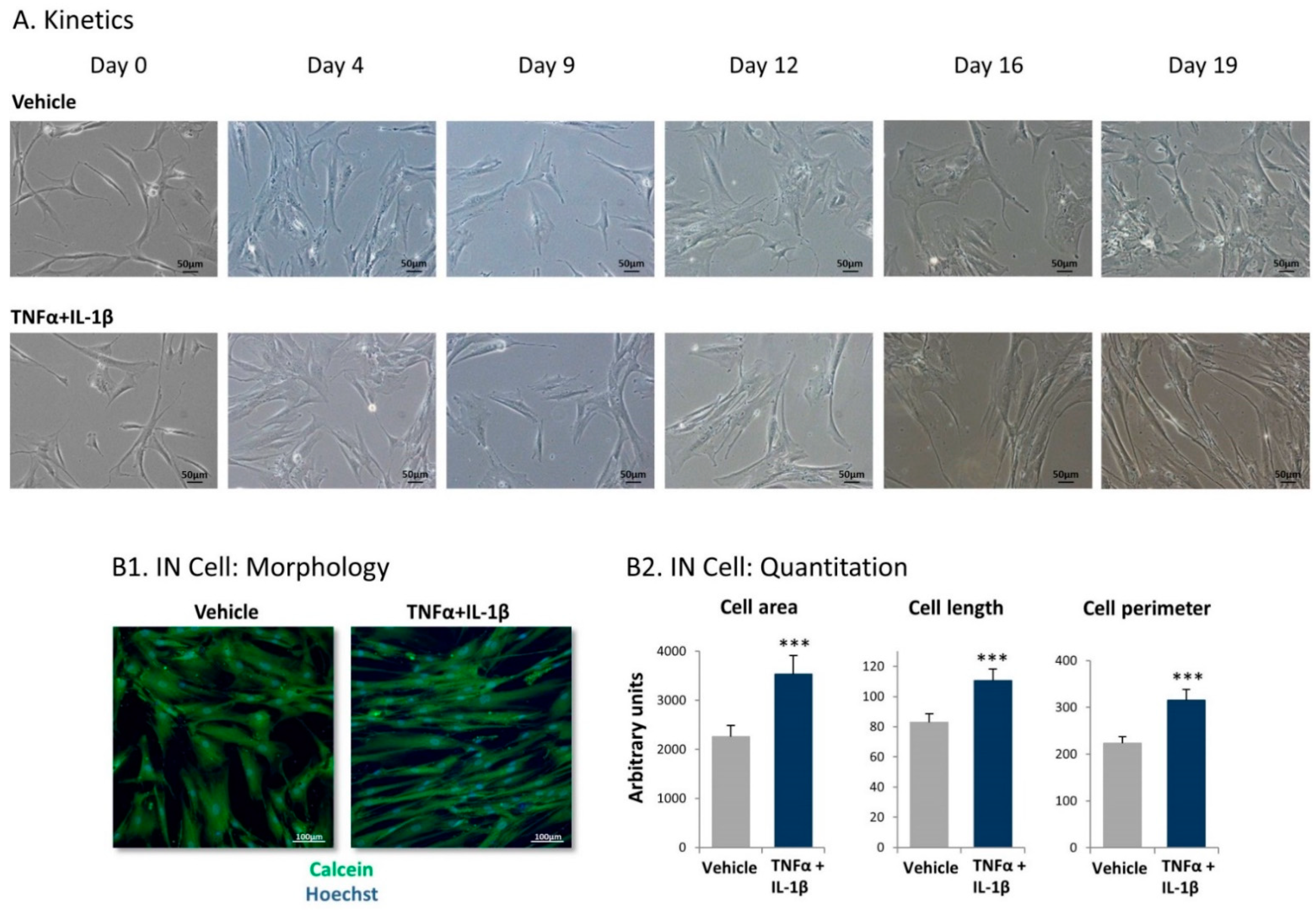 Cancers 13 01472 g001