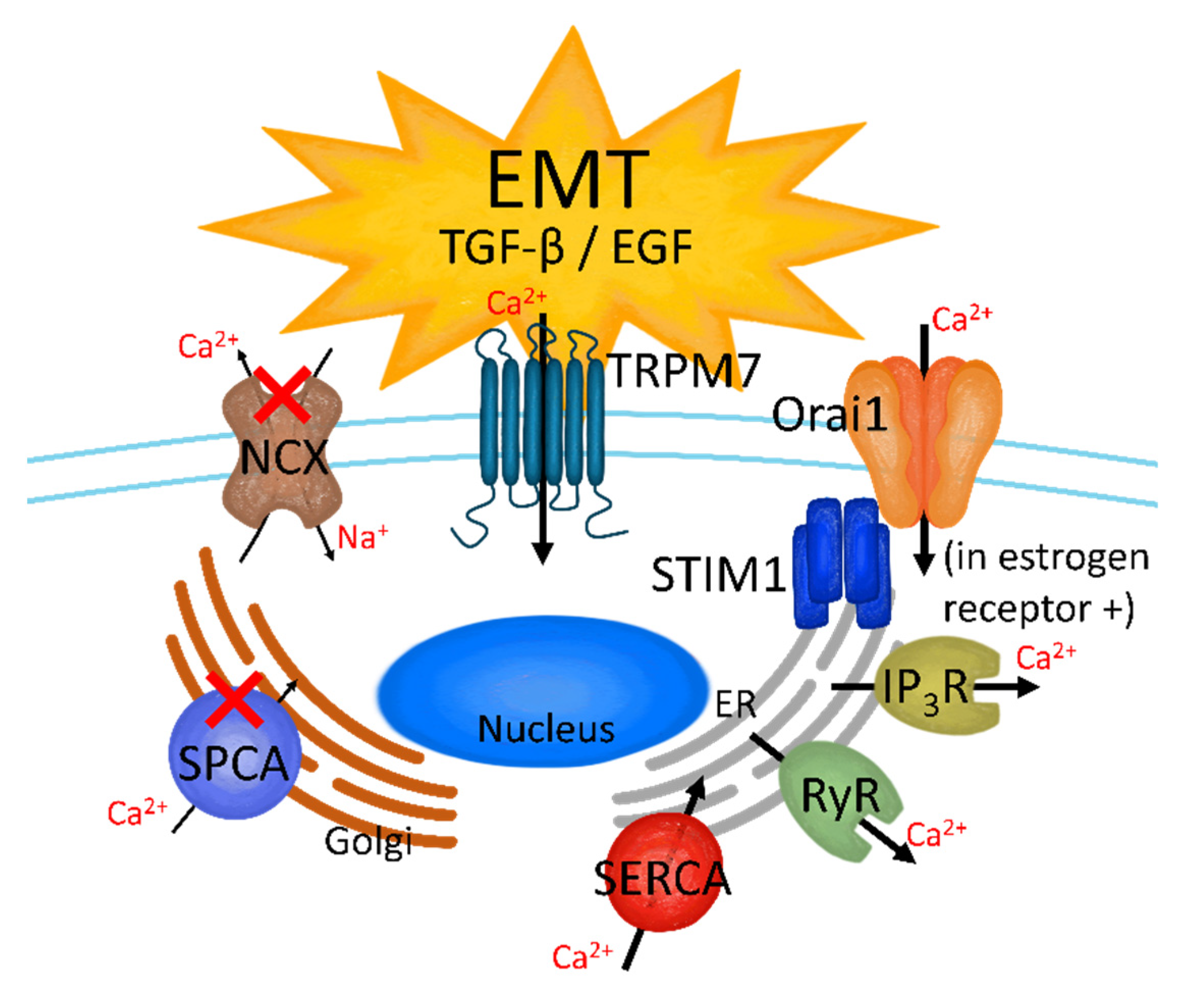 Cancers 13 01473 g003