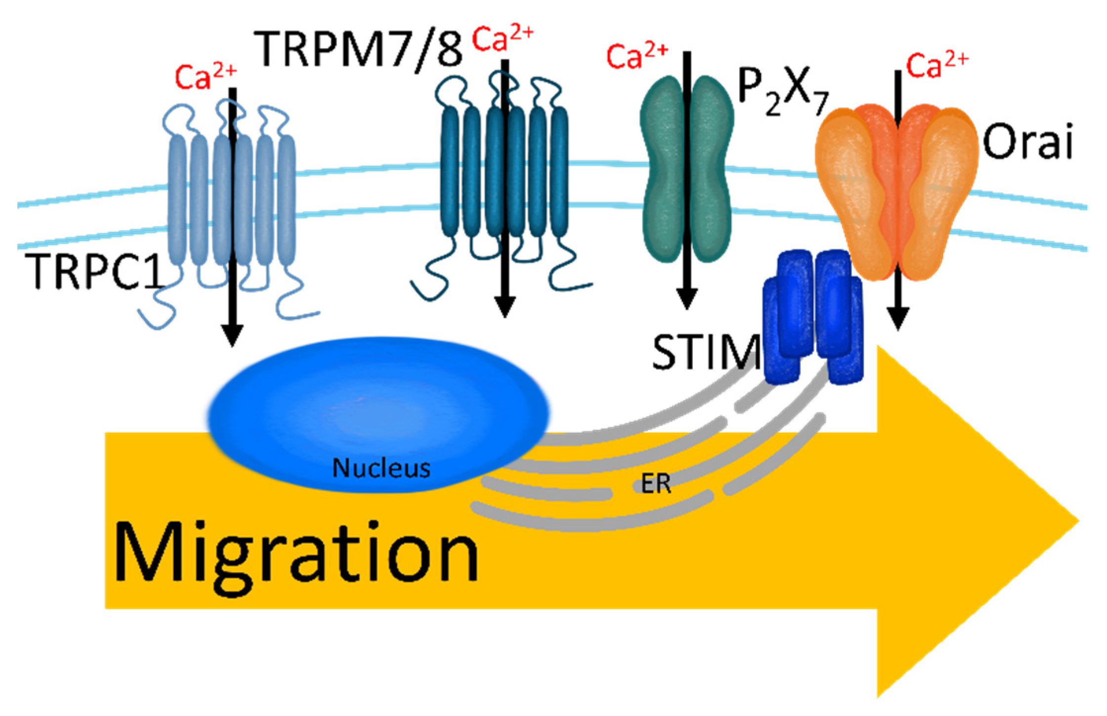 Cancers 13 01473 g004
