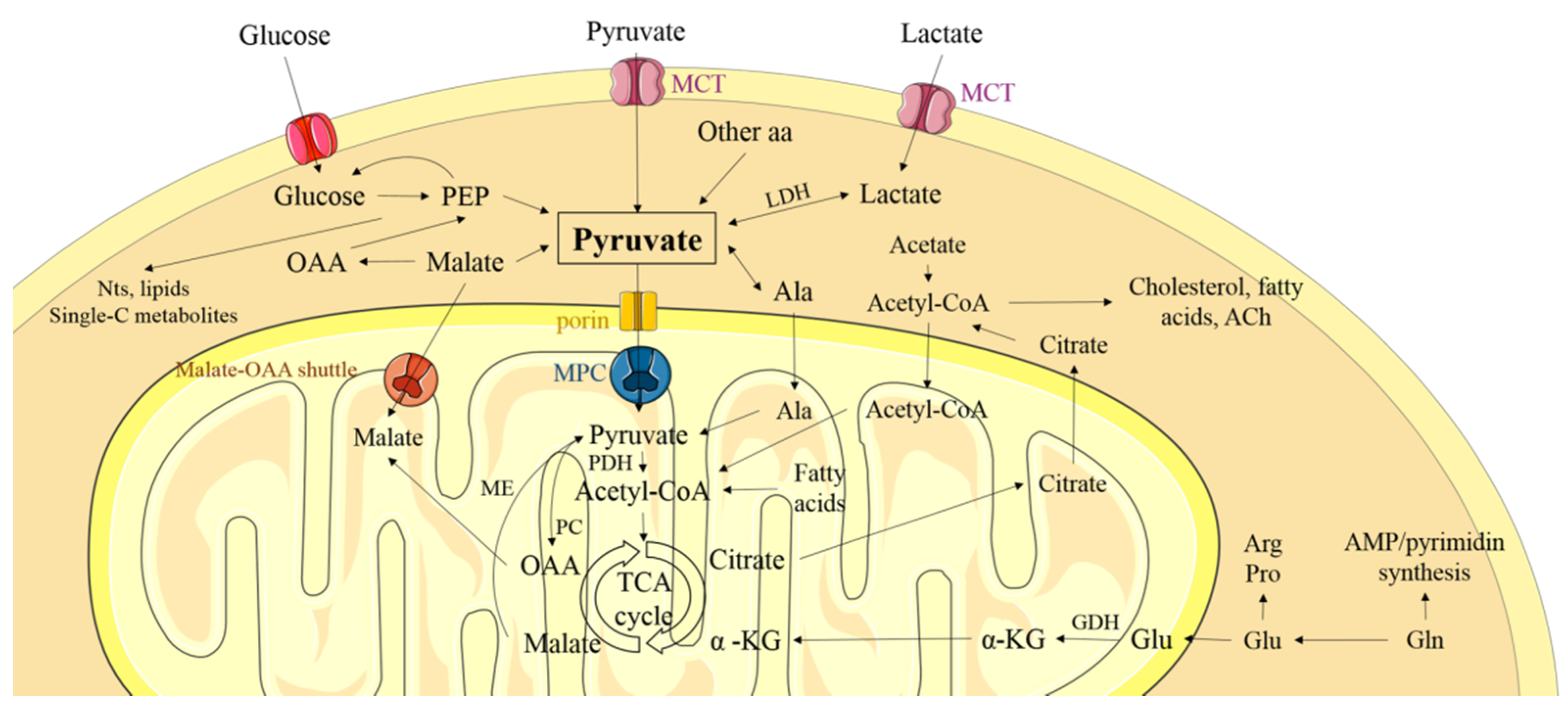Cancers 13 01488 g001