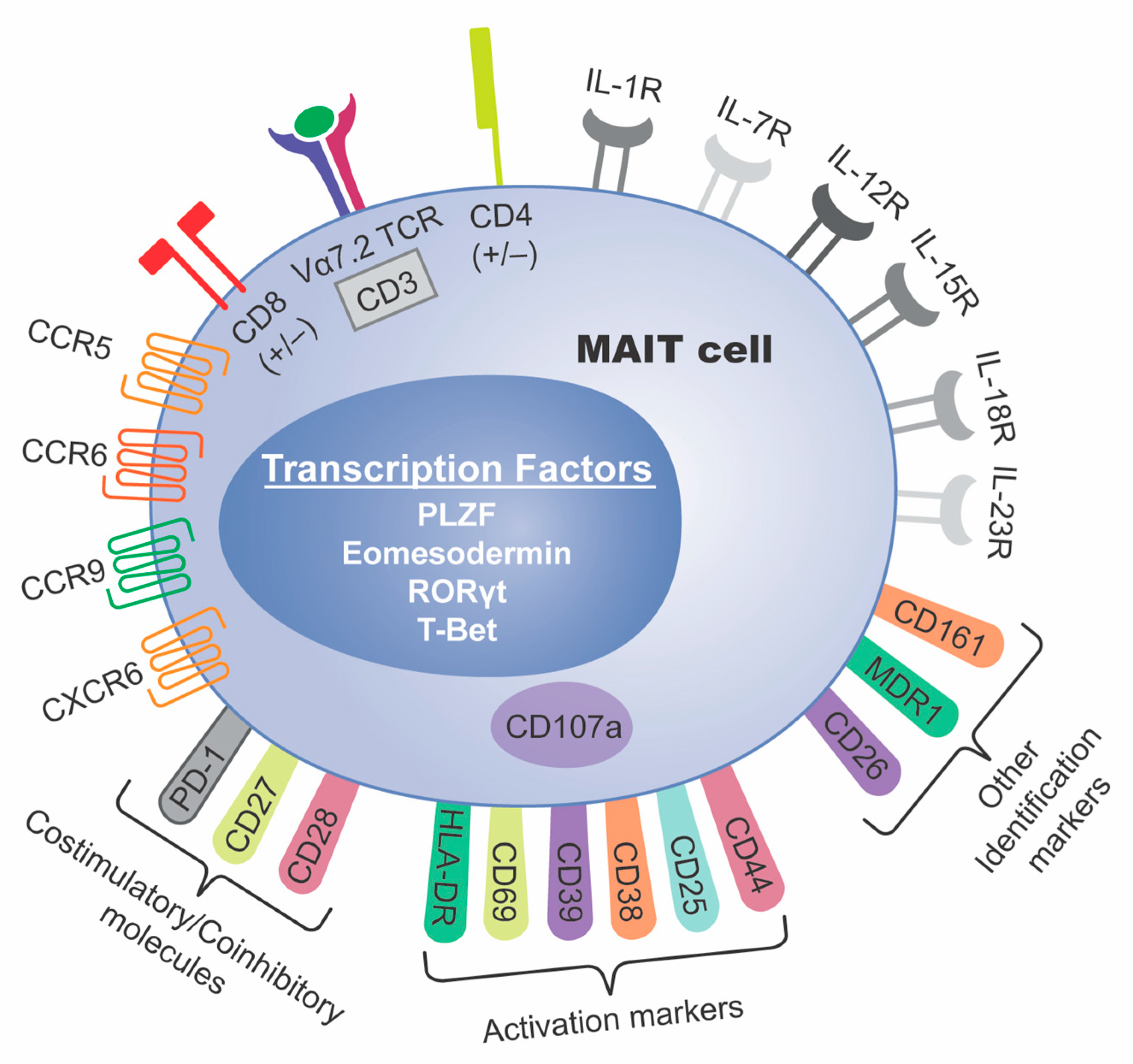 Cancers 13 01502 g001