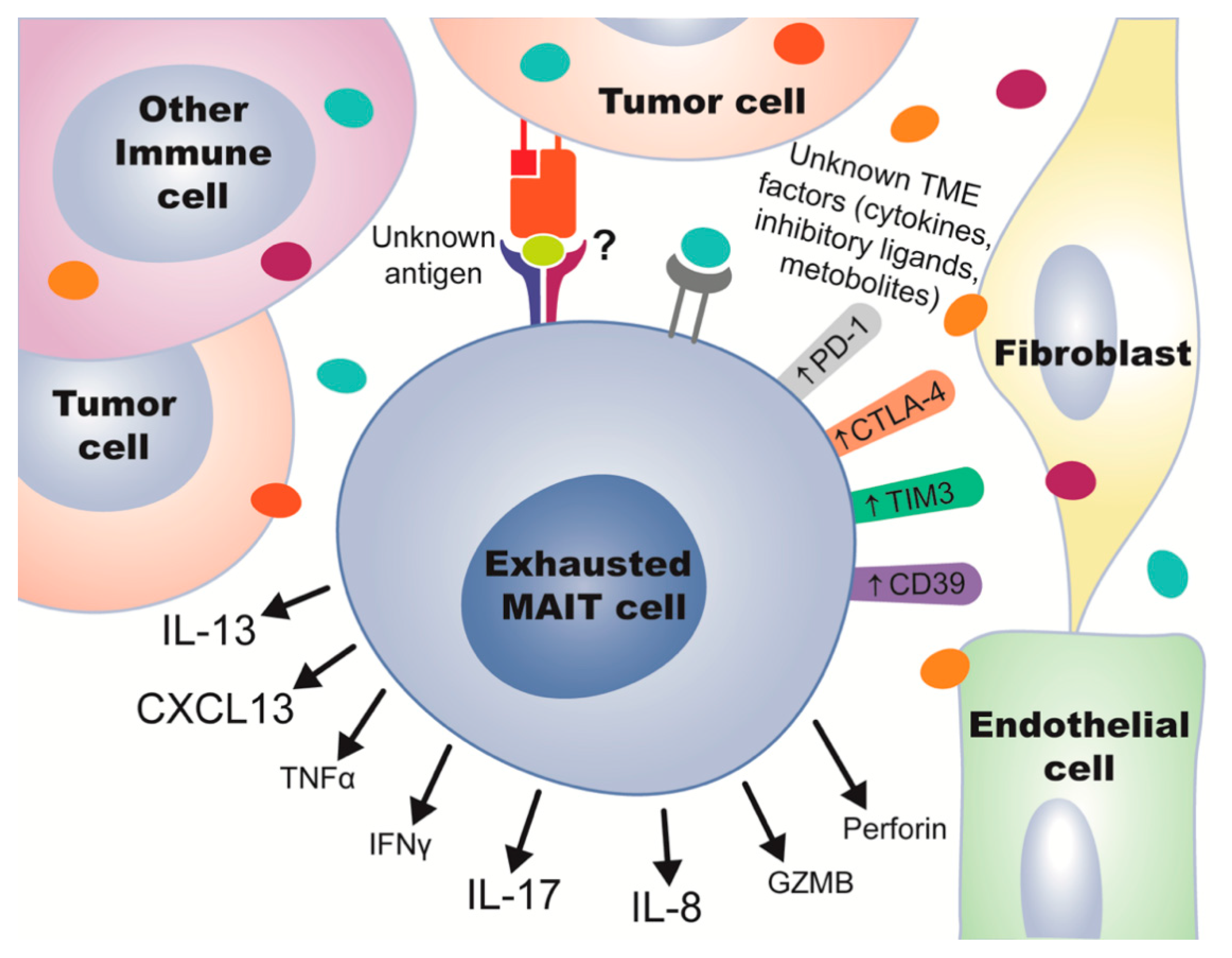 Cancers 13 01502 g003