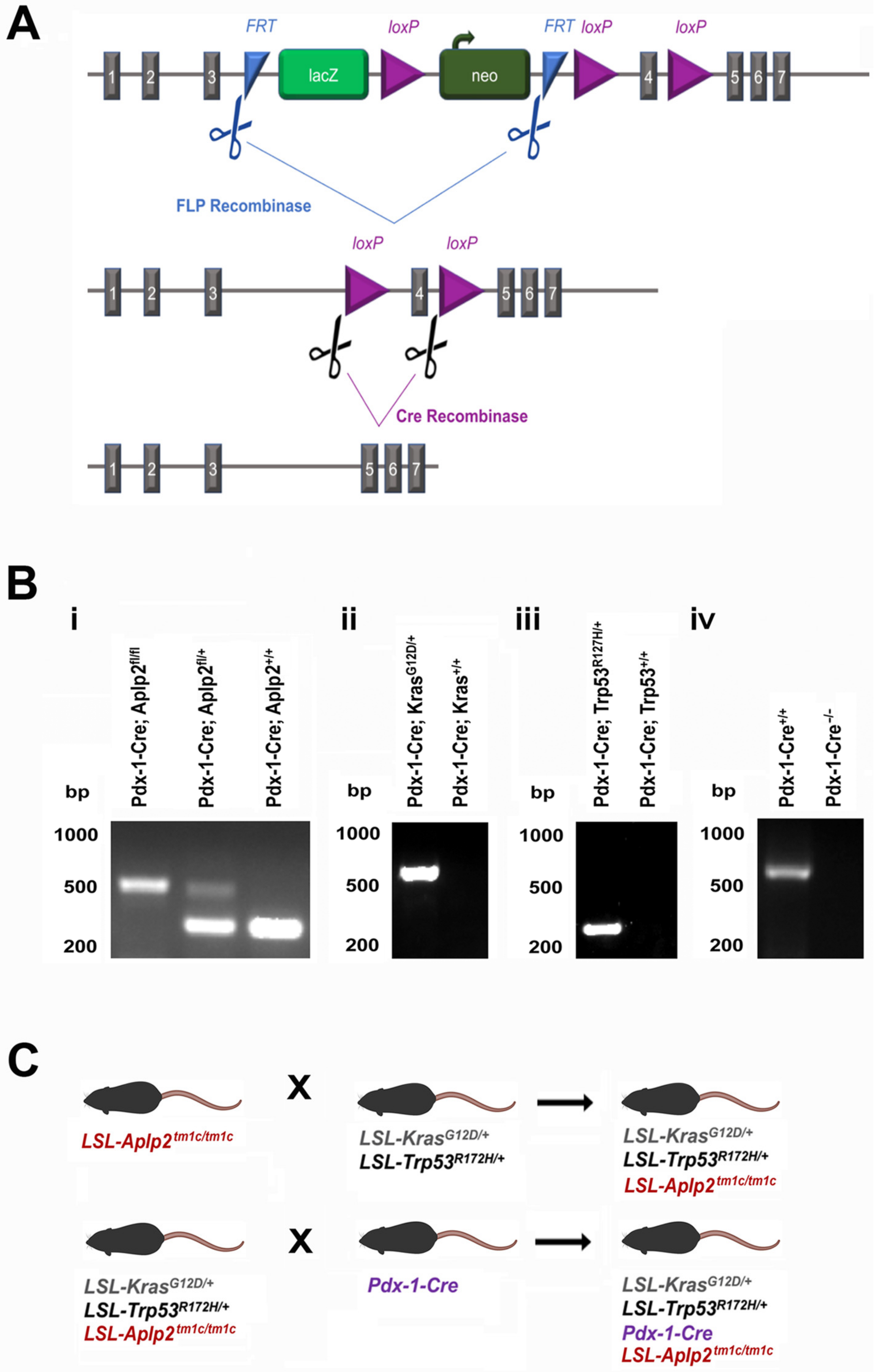 Cancers 13 01535 g005