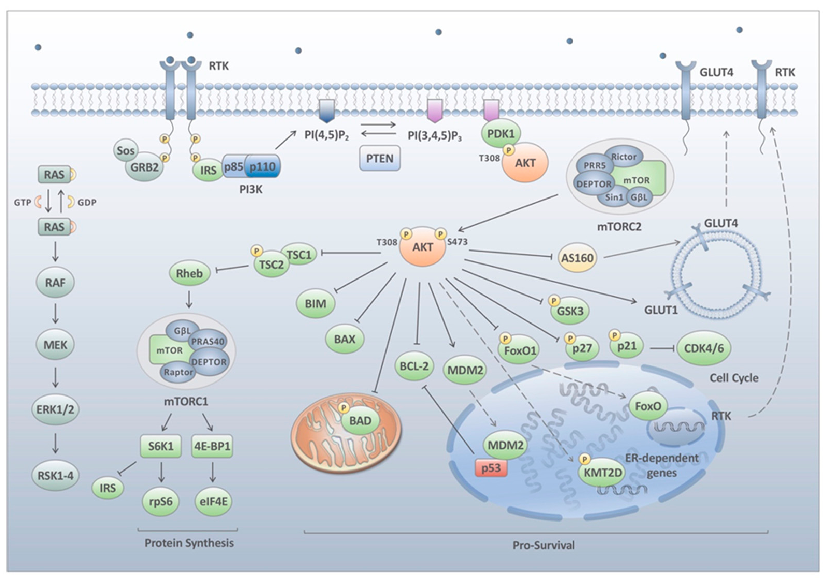 Cancers 13 01538 g001