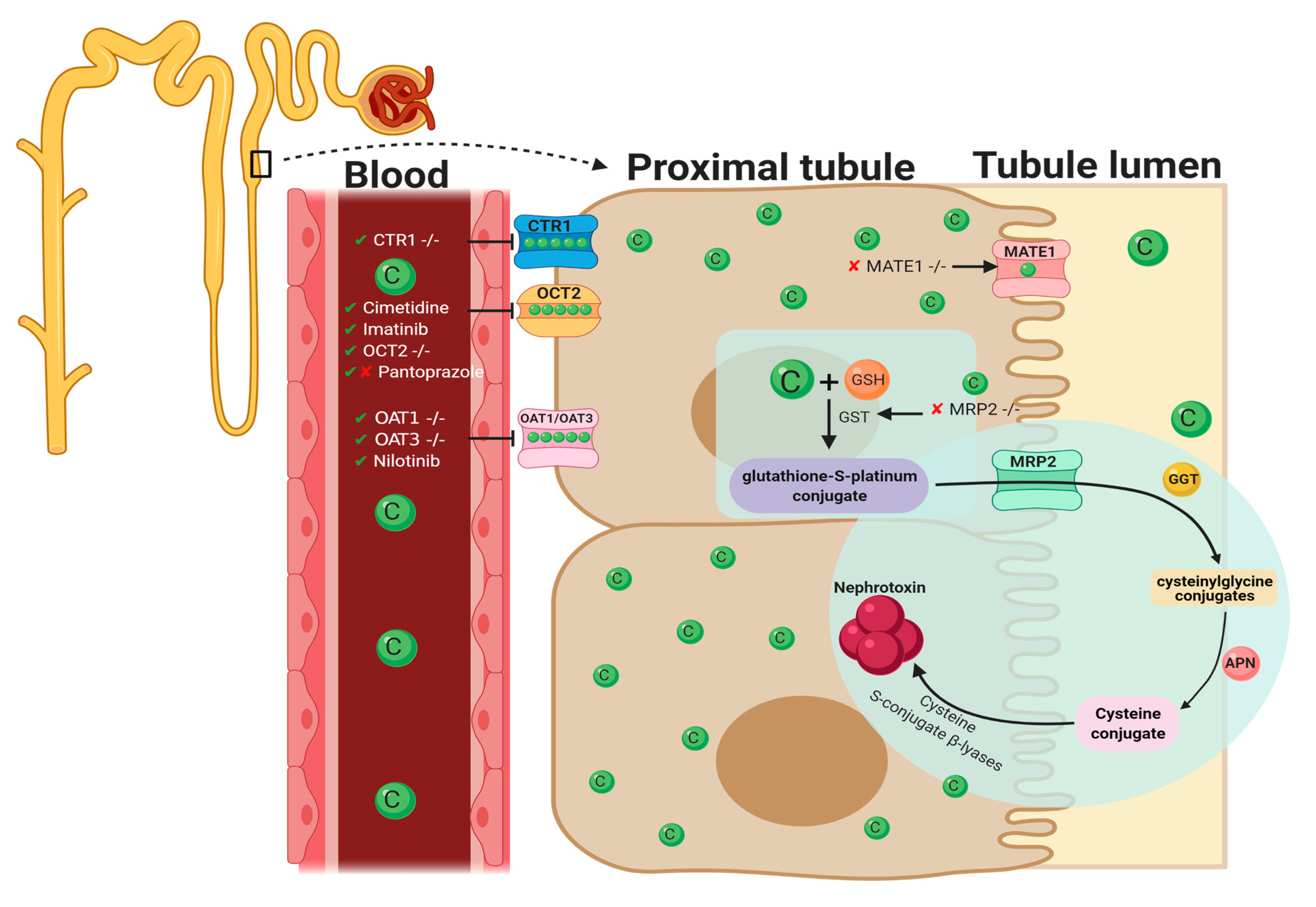 Cancers 13 01572 g002