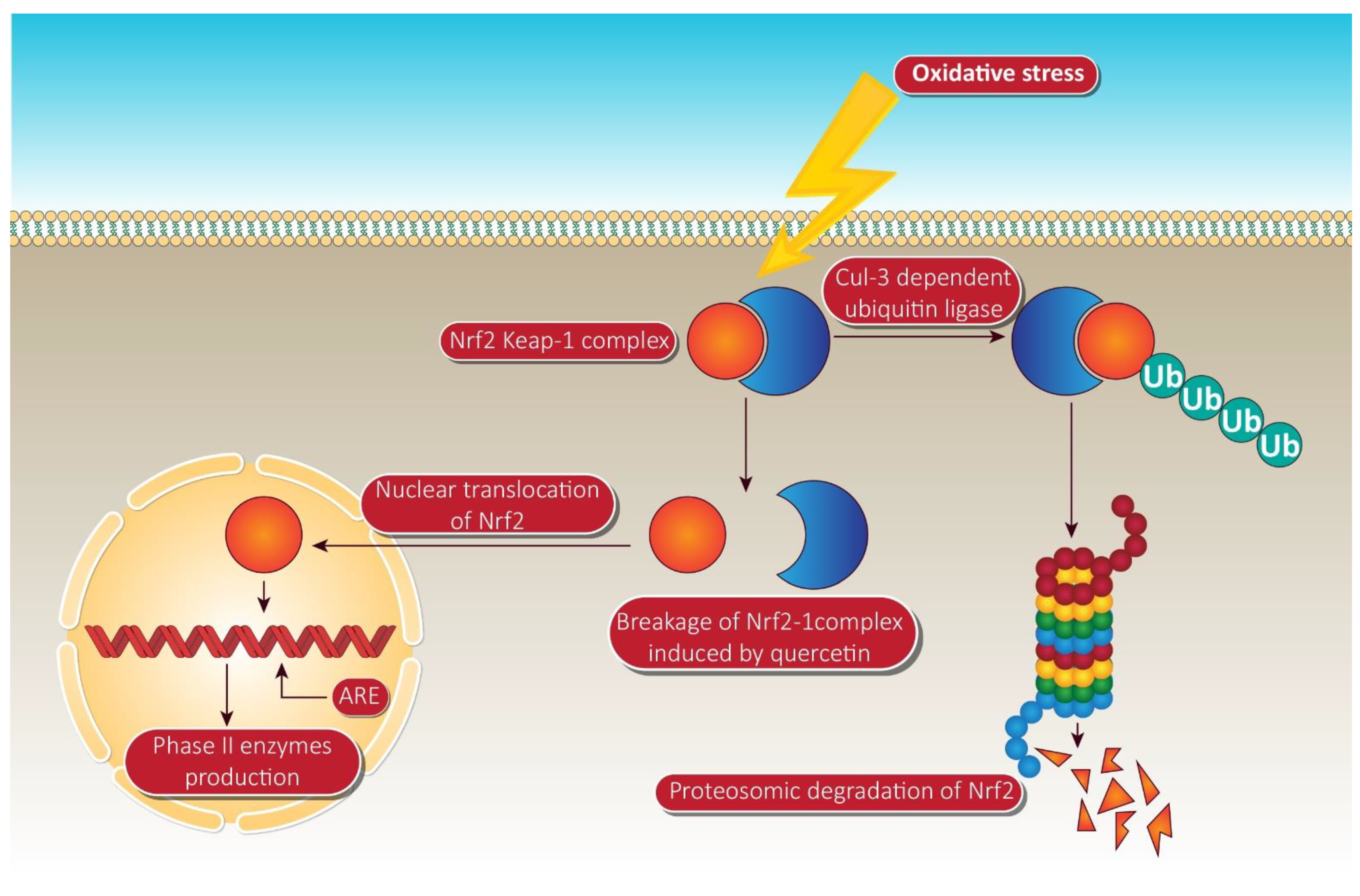 Cancers 13 01602 g004