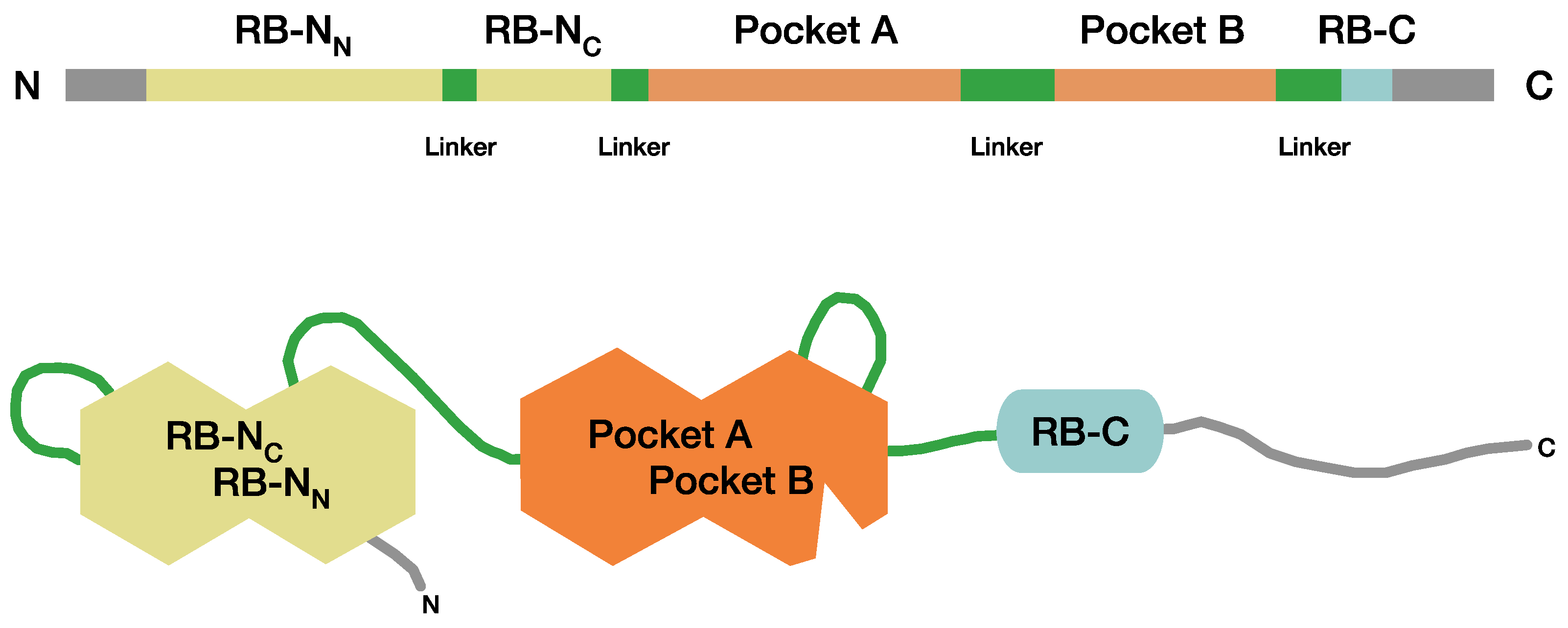 Cancers 13 01605 g001