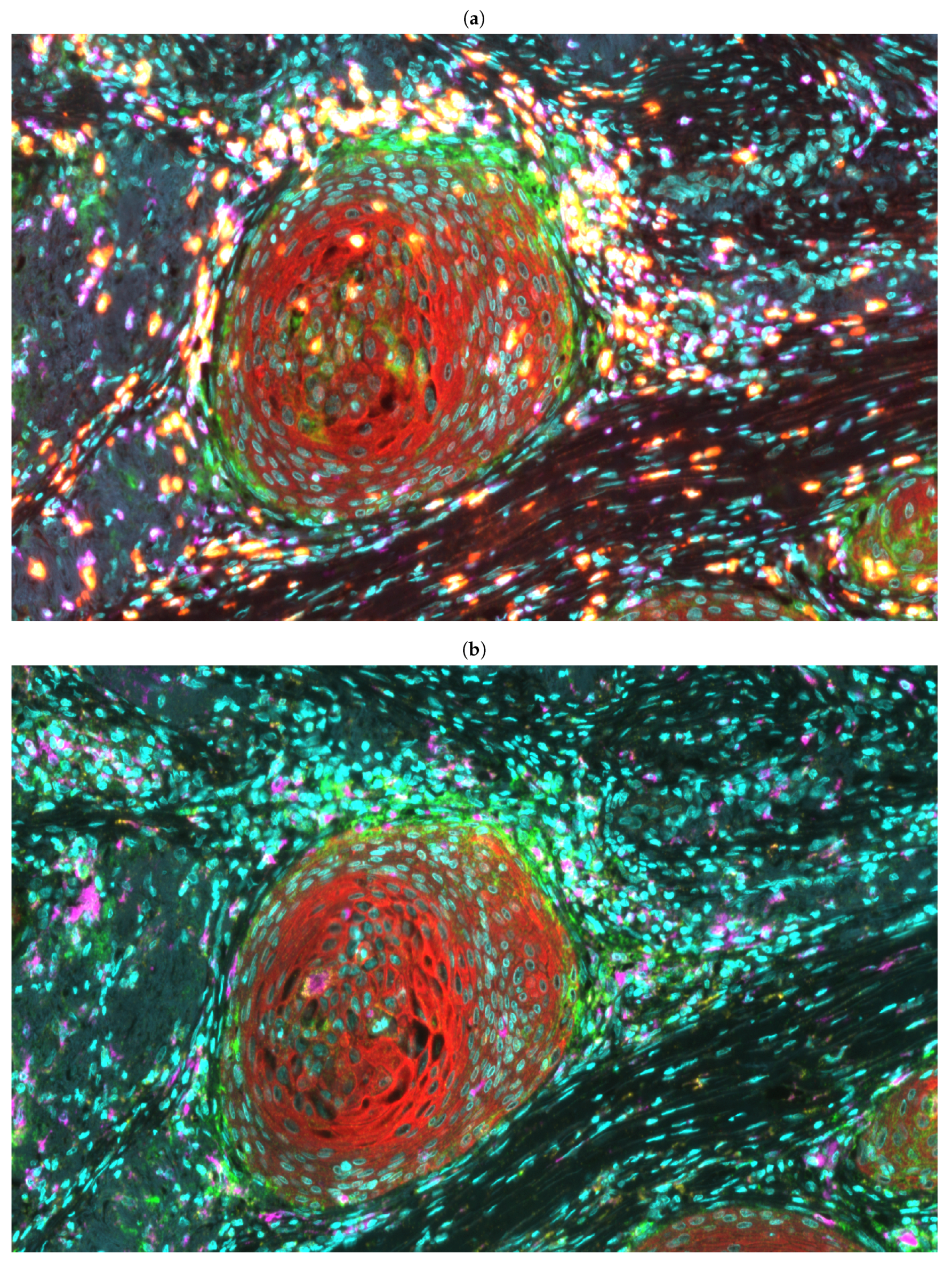 Cancers 13 01624 g001