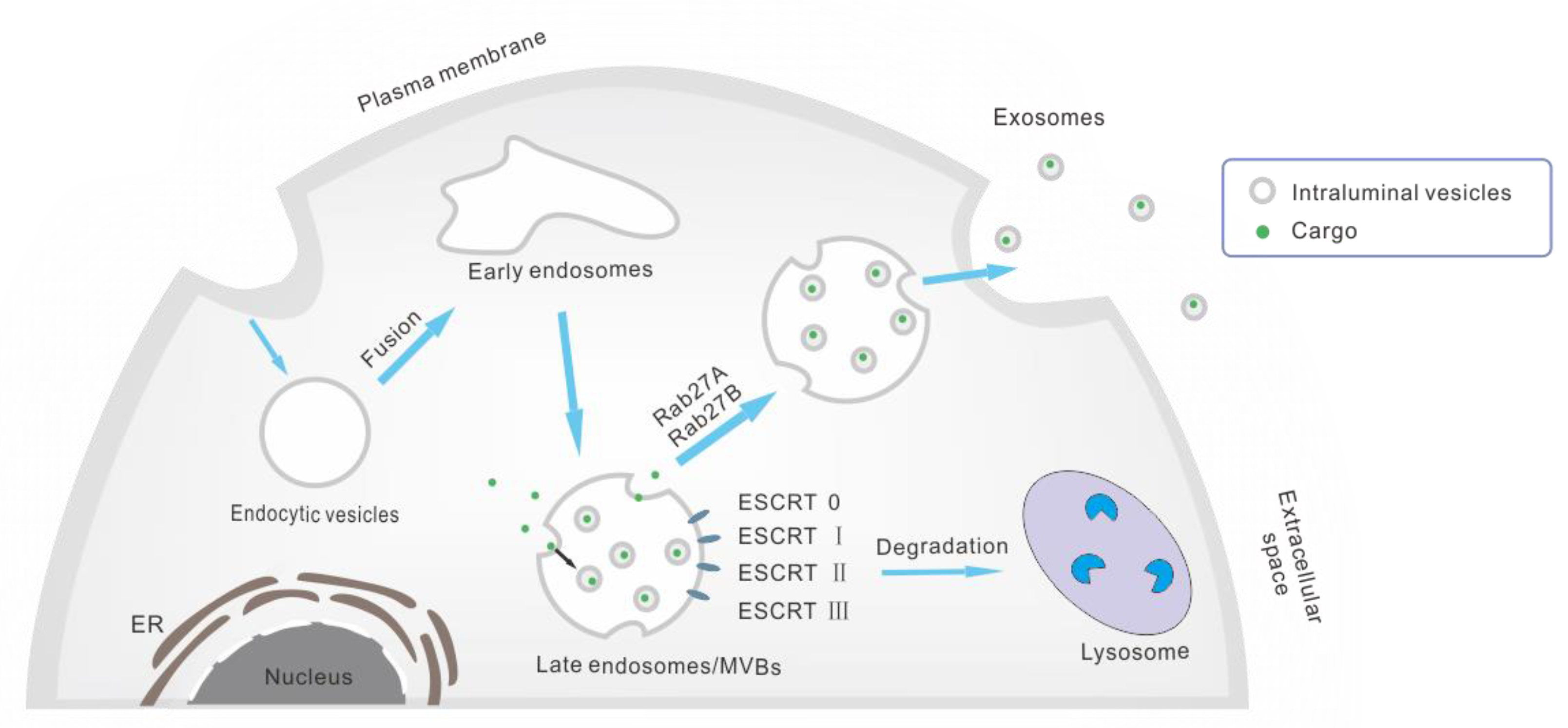 Cancers 13 01635 g001