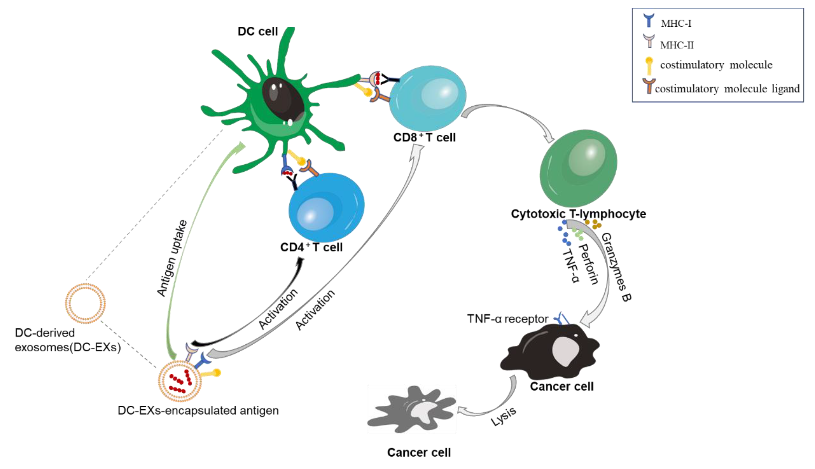 Cancers 13 01635 g005