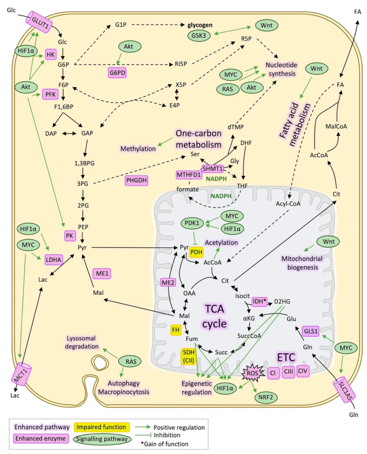 Cancers 13 01641 g001 Cancers 13 01641 g001