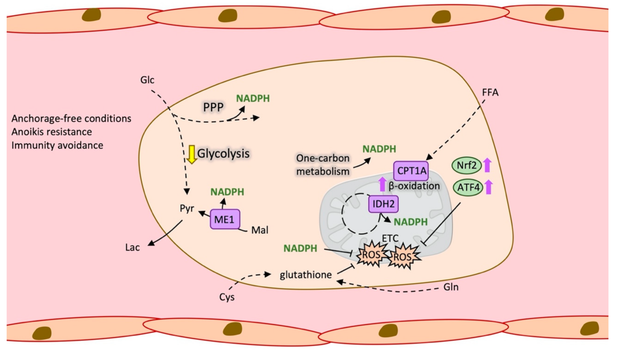 Cancers 13 01641 g003 Cancers 13 01641 g003