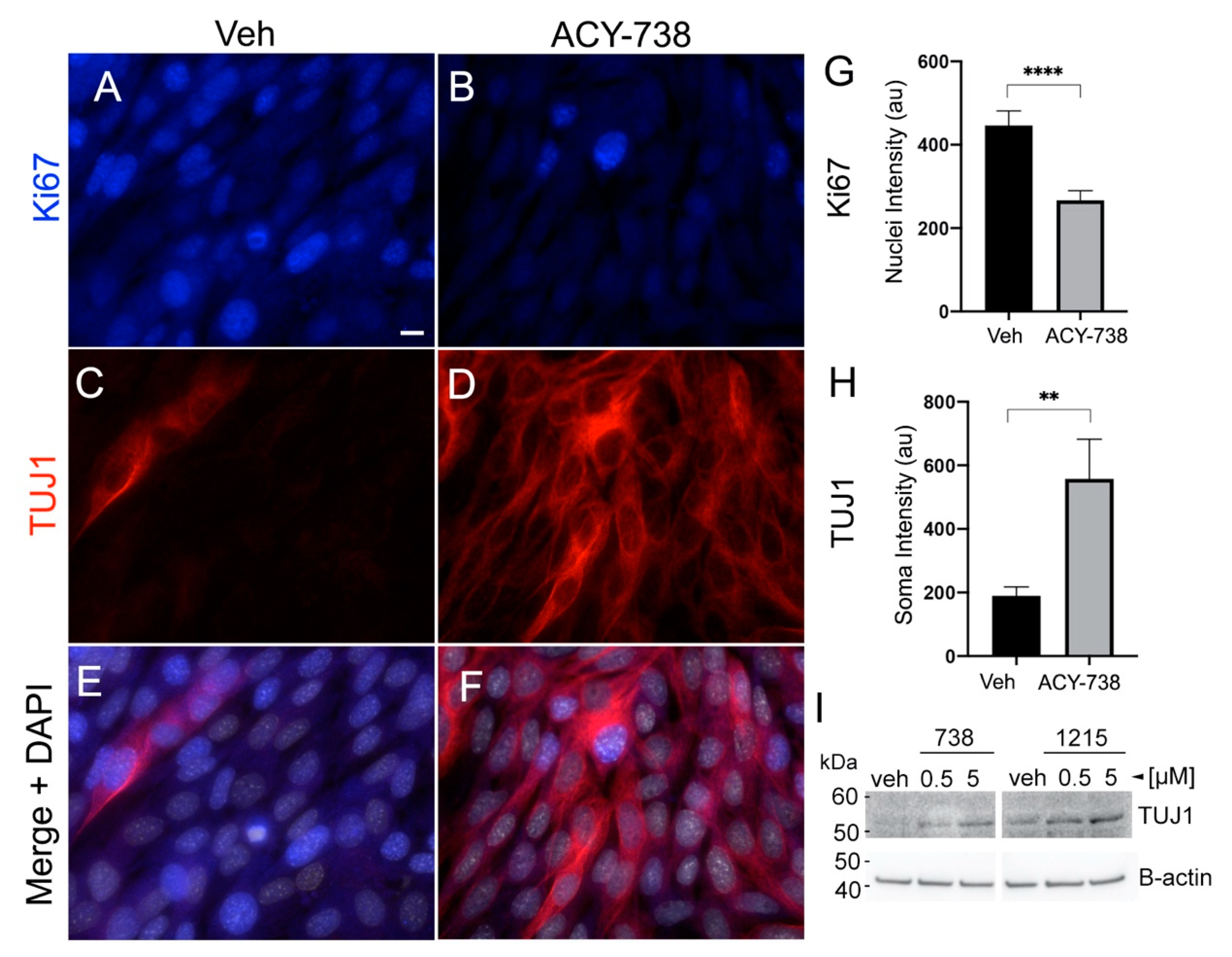 Cancers 13 01644 g005